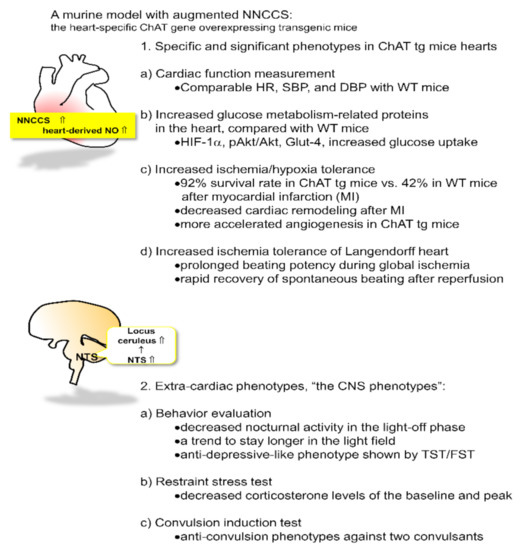 Ijms Free Full Text Characteristic Effects Of The Cardiac Non Neuronal Acetylcholine System Augmentation On Brain Functions Html