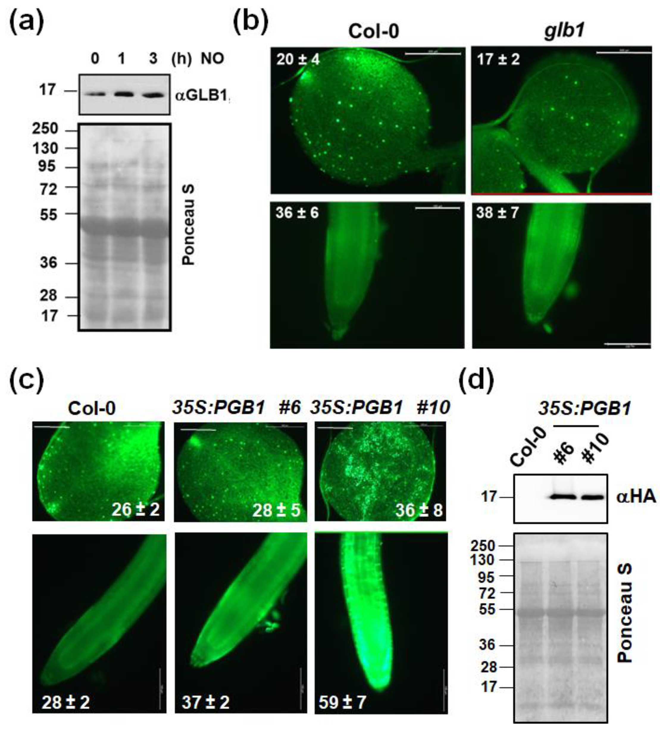 Ijms 22 00549 g002 Ijms 22 00549 g002