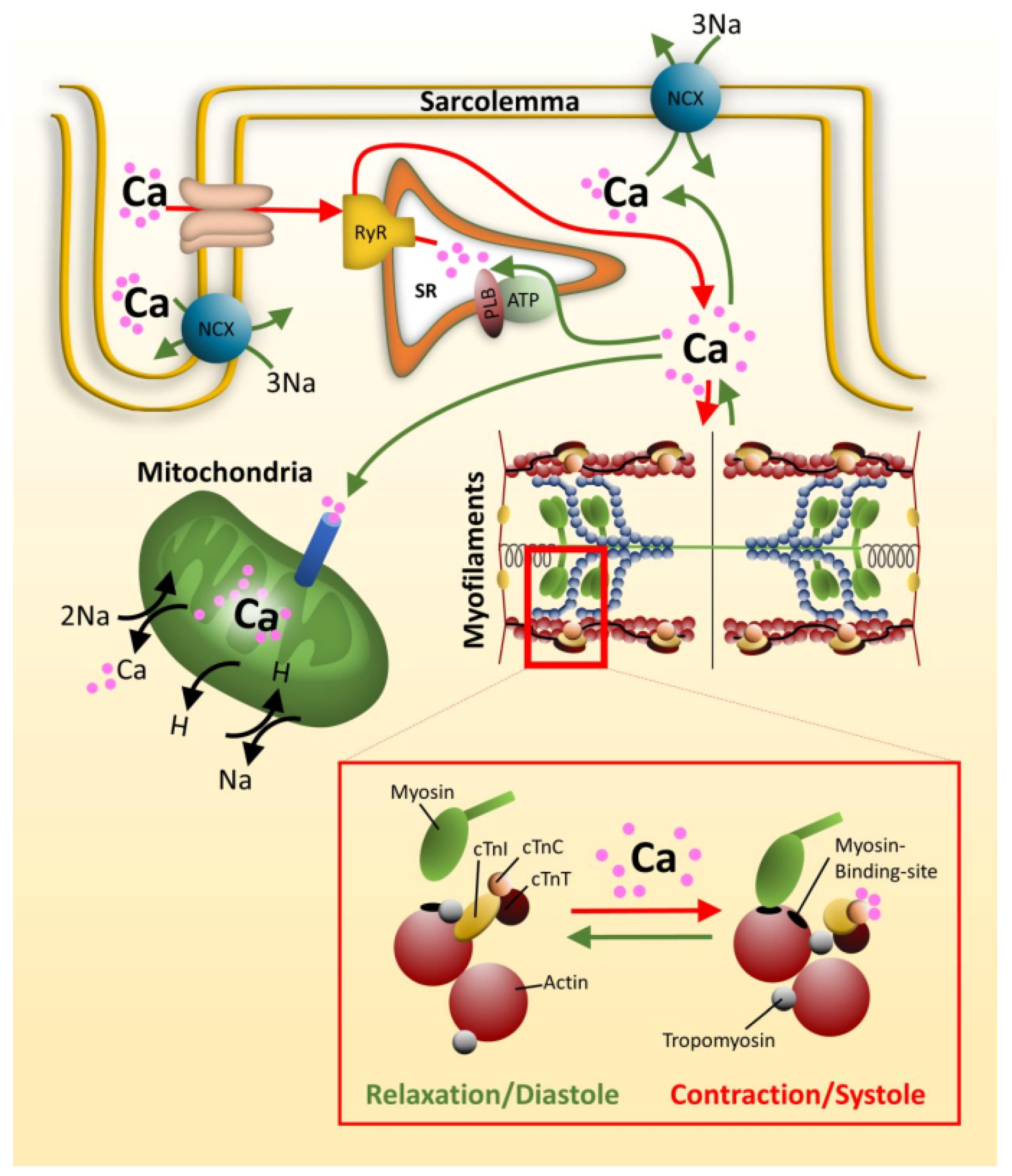 Ijms 22 00558 g003 Ijms 22 00558 g003