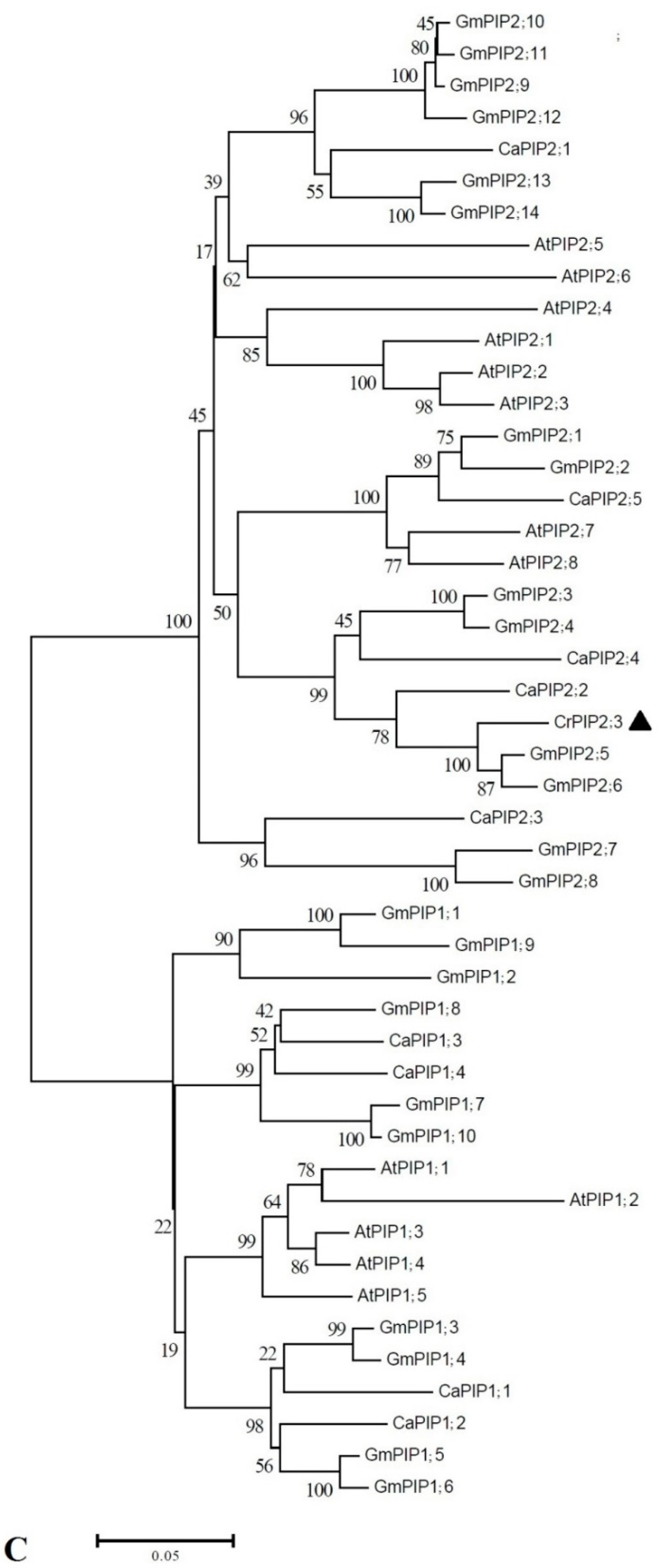 Ijms 22 00565 g001b Ijms 22 00565 g001b