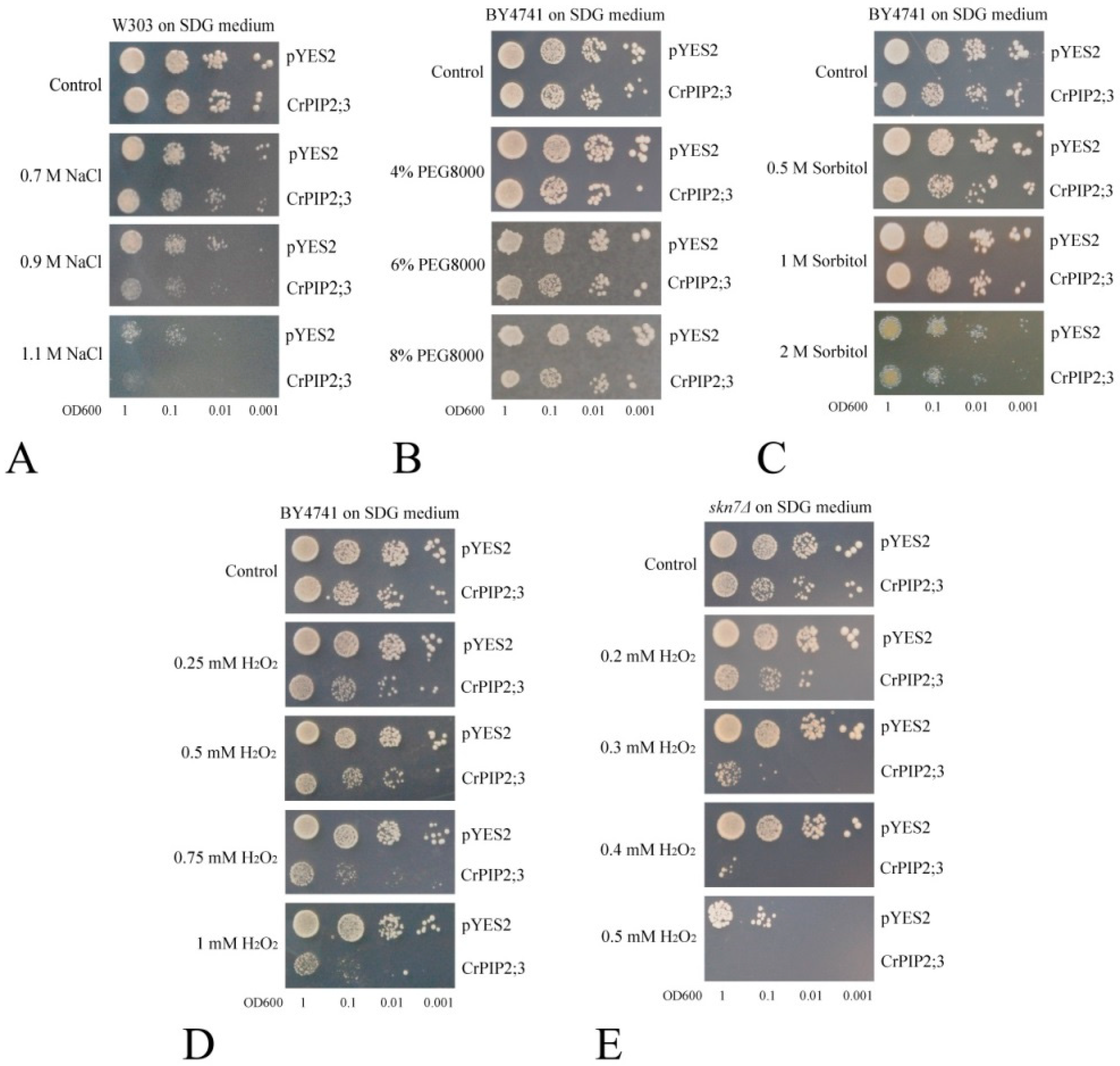 Ijms 22 00565 g004 Ijms 22 00565 g004