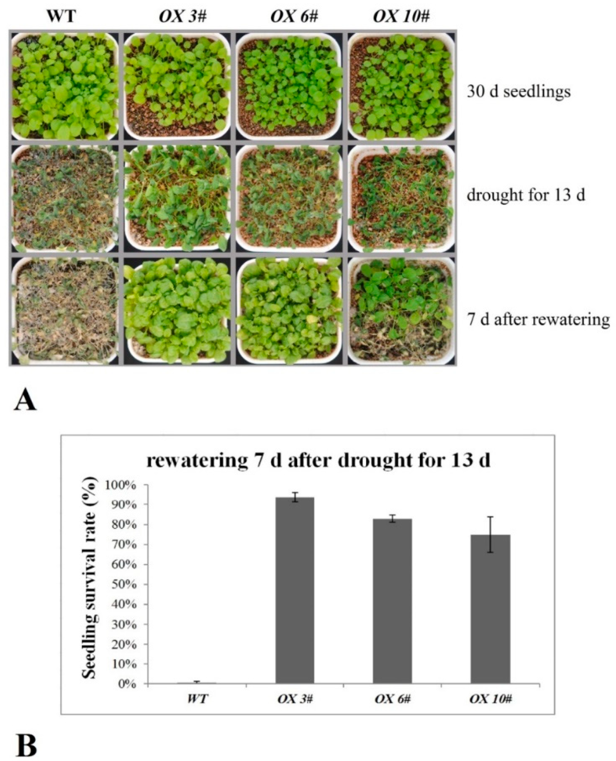Ijms 22 00565 g007 Ijms 22 00565 g007