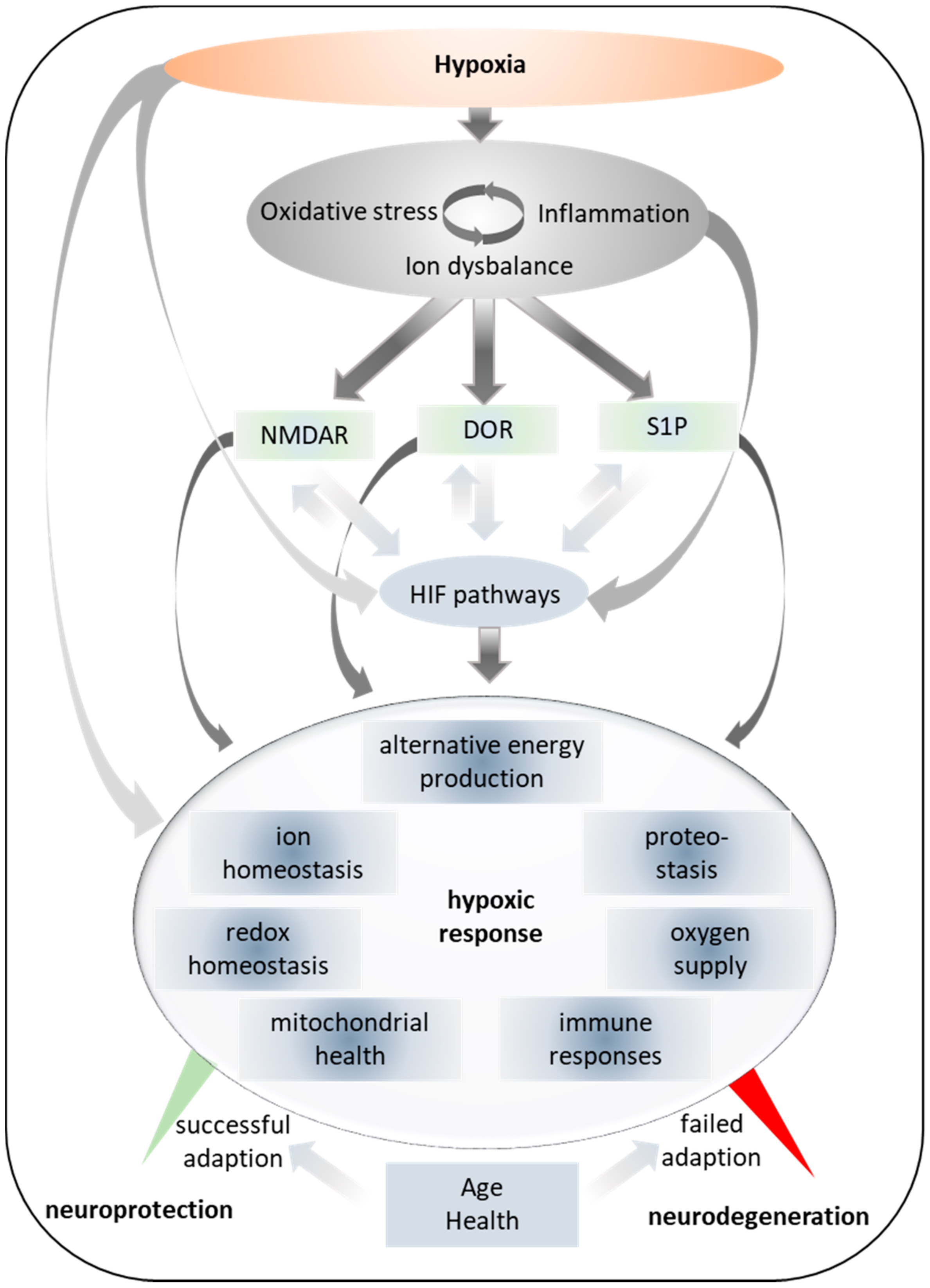 Ijms Free Full Text A Rationale For Hypoxic And Chemical Conditioning In Huntington S Disease Html