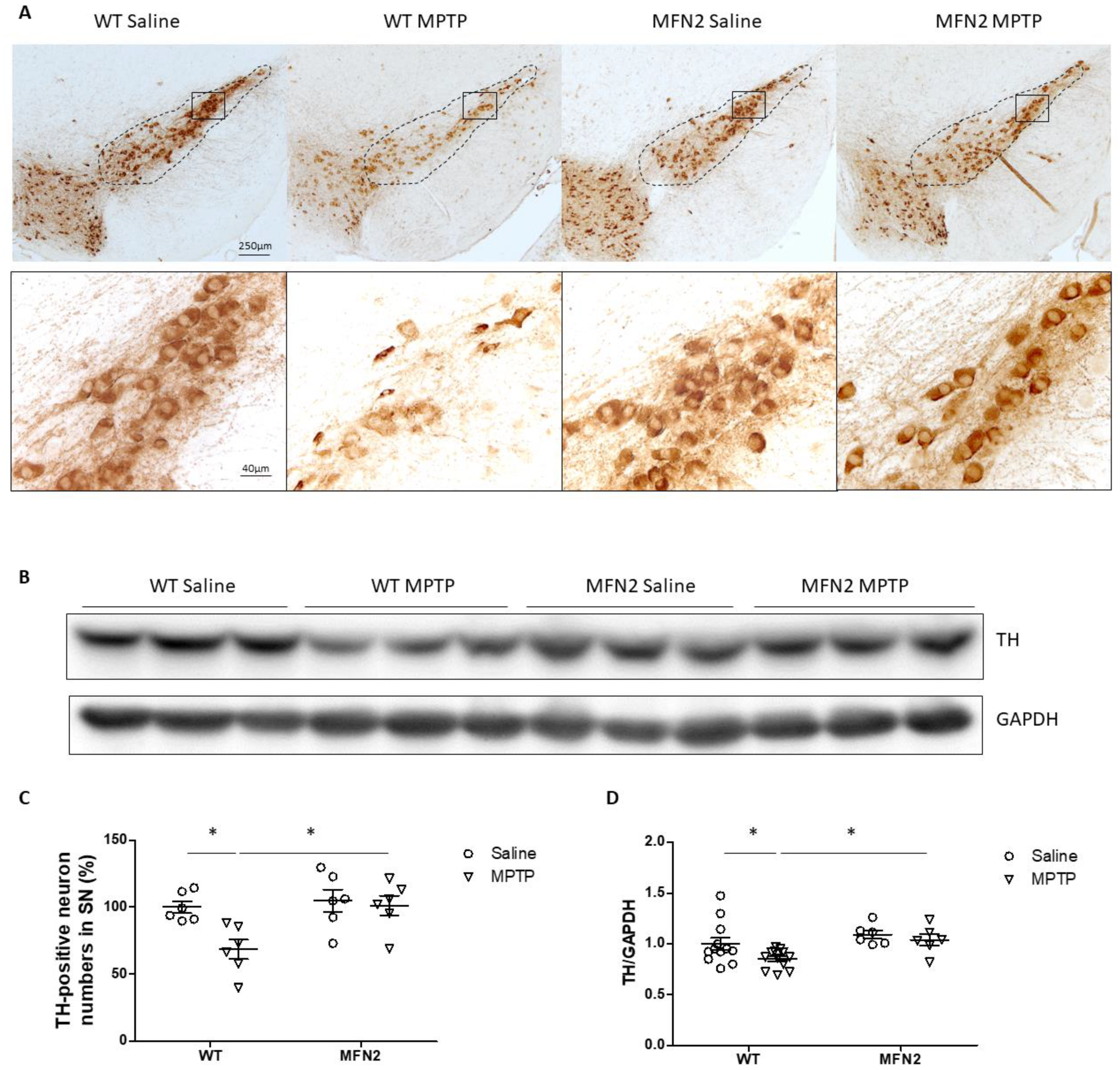 Ijms 22 00601 g002 Ijms 22 00601 g002