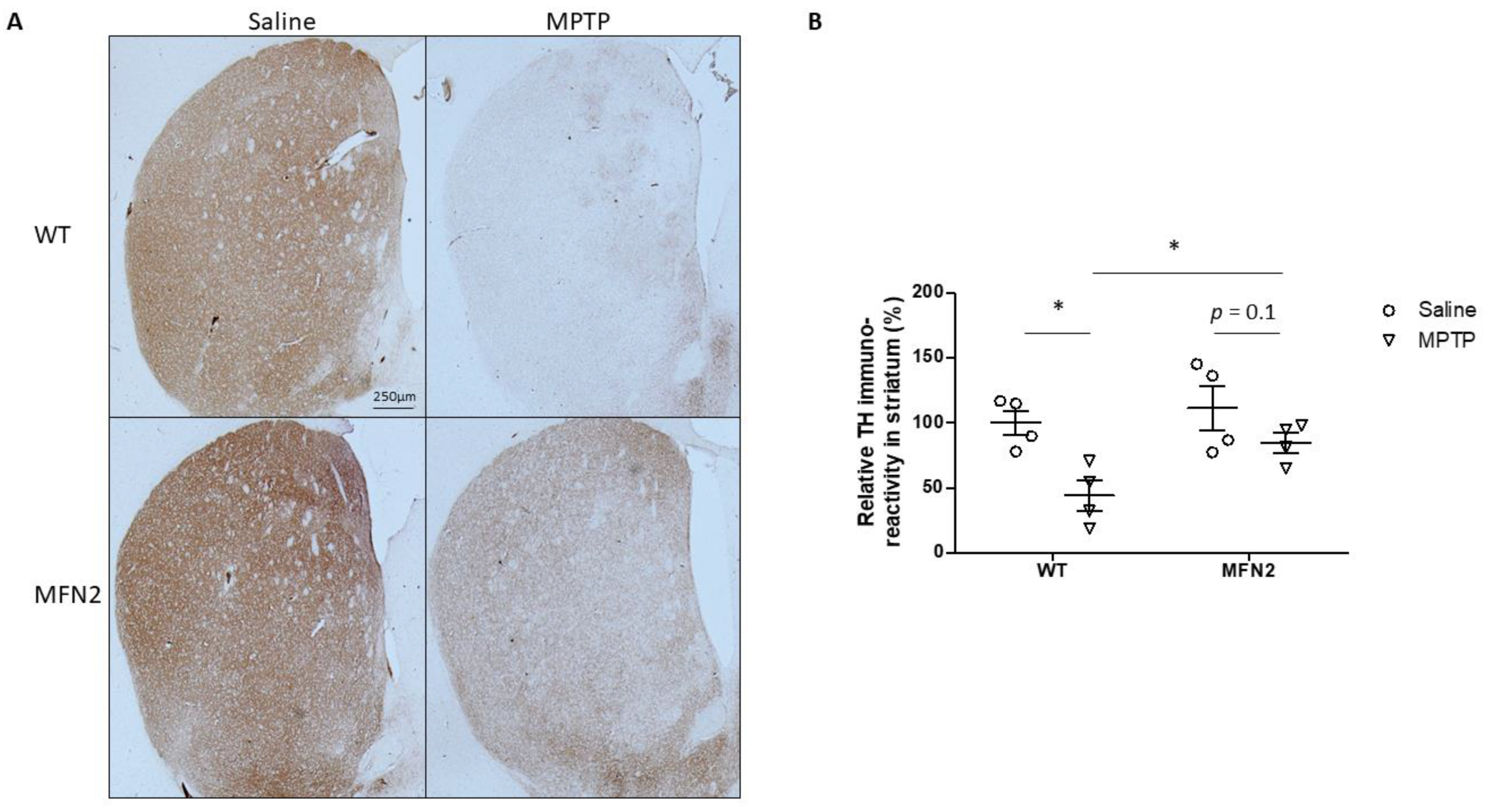 Ijms 22 00601 g005 Ijms 22 00601 g005