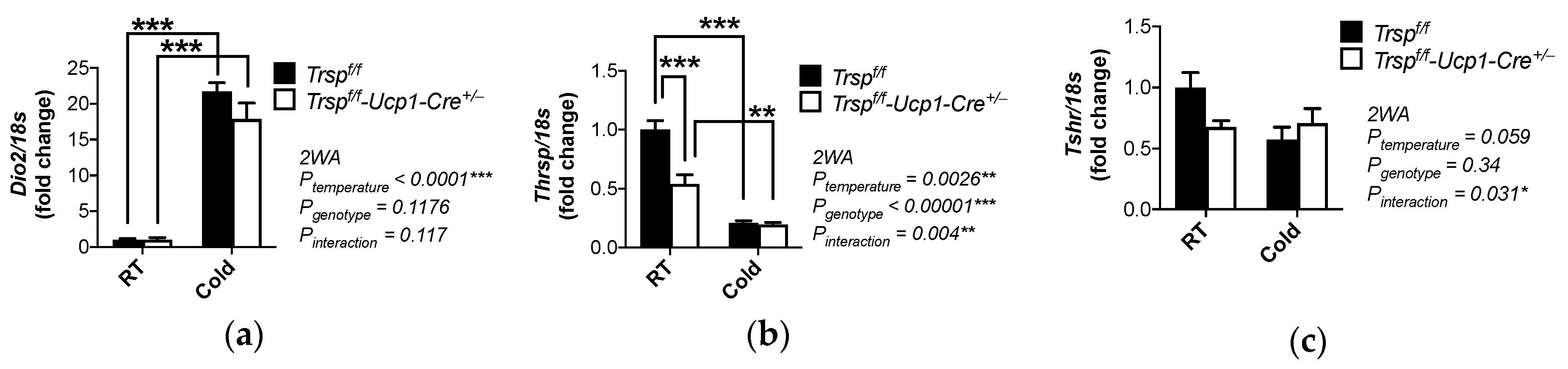 Ijms Free Full Text Adaptive Thermogenesis In A Mouse Model Lacking Selenoprotein Biosynthesis In Brown Adipocytes Html