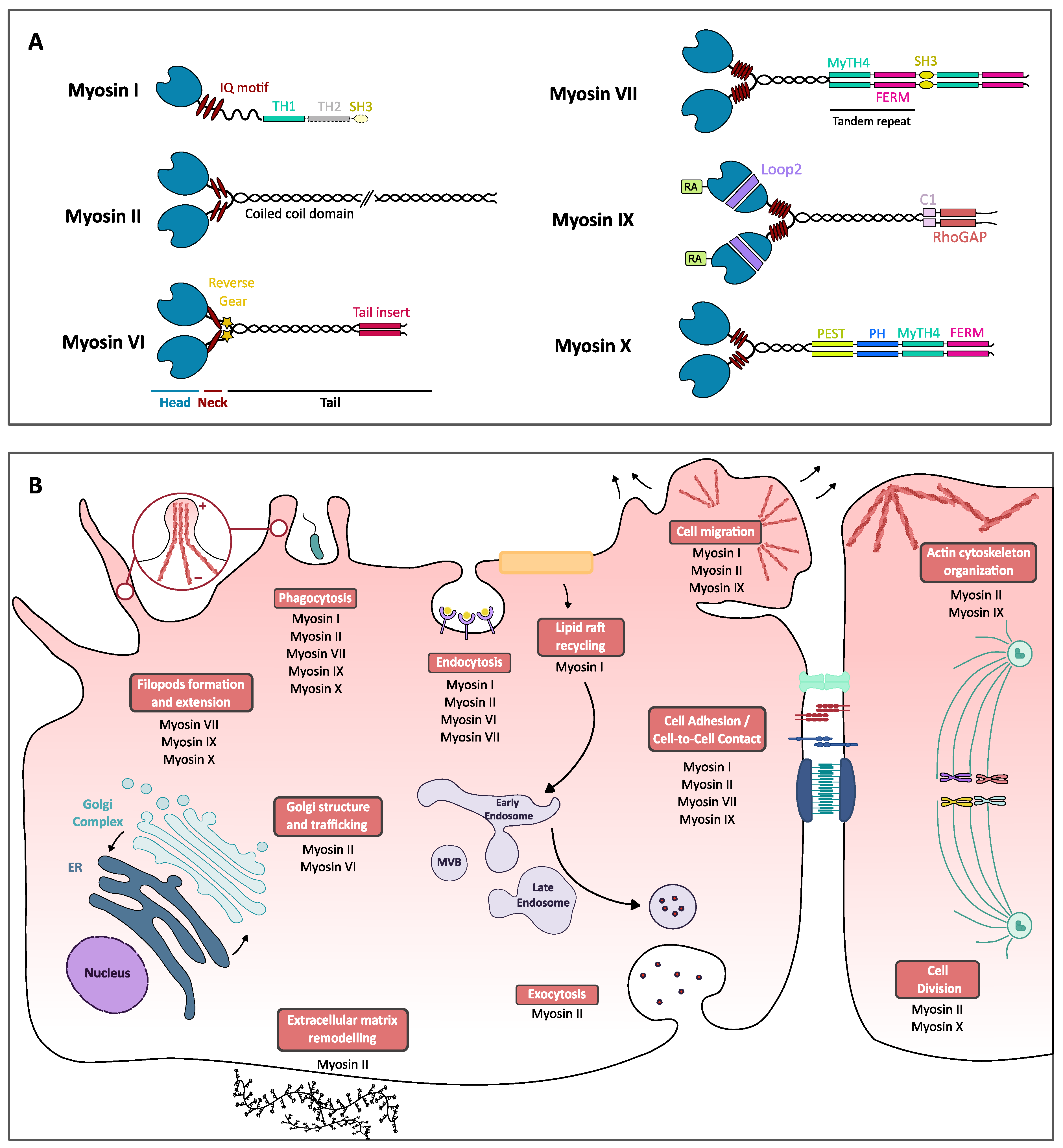 Myosins, an Underestimated Player in the Infectious Cycle of 