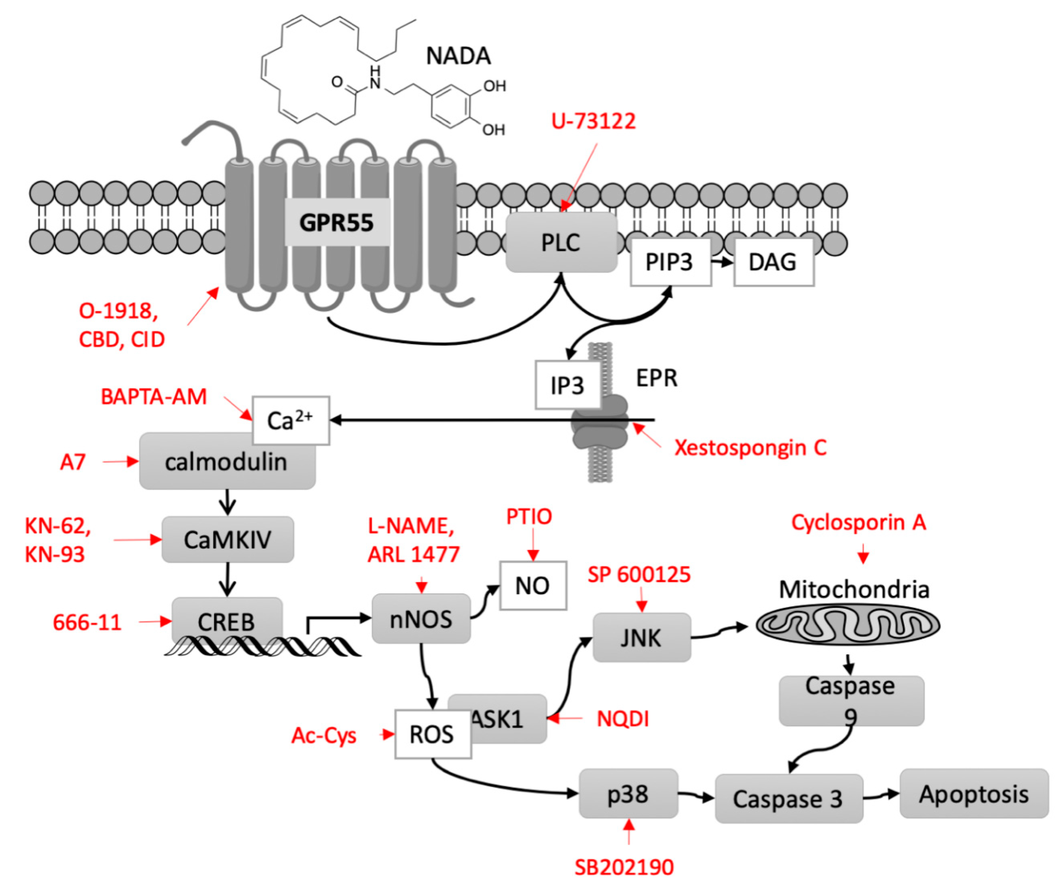 Ijms 22 00622 g008 Ijms 22 00622 g008