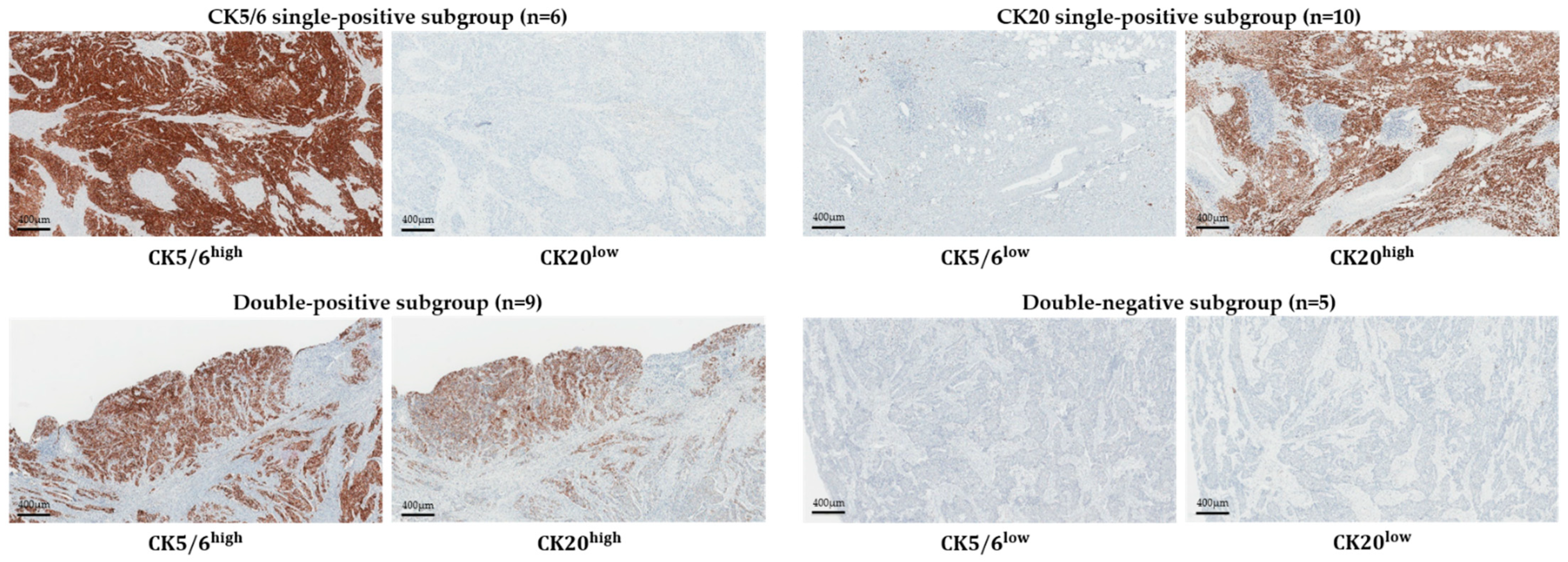 Ijms 22 00628 g001 Ijms 22 00628 g001