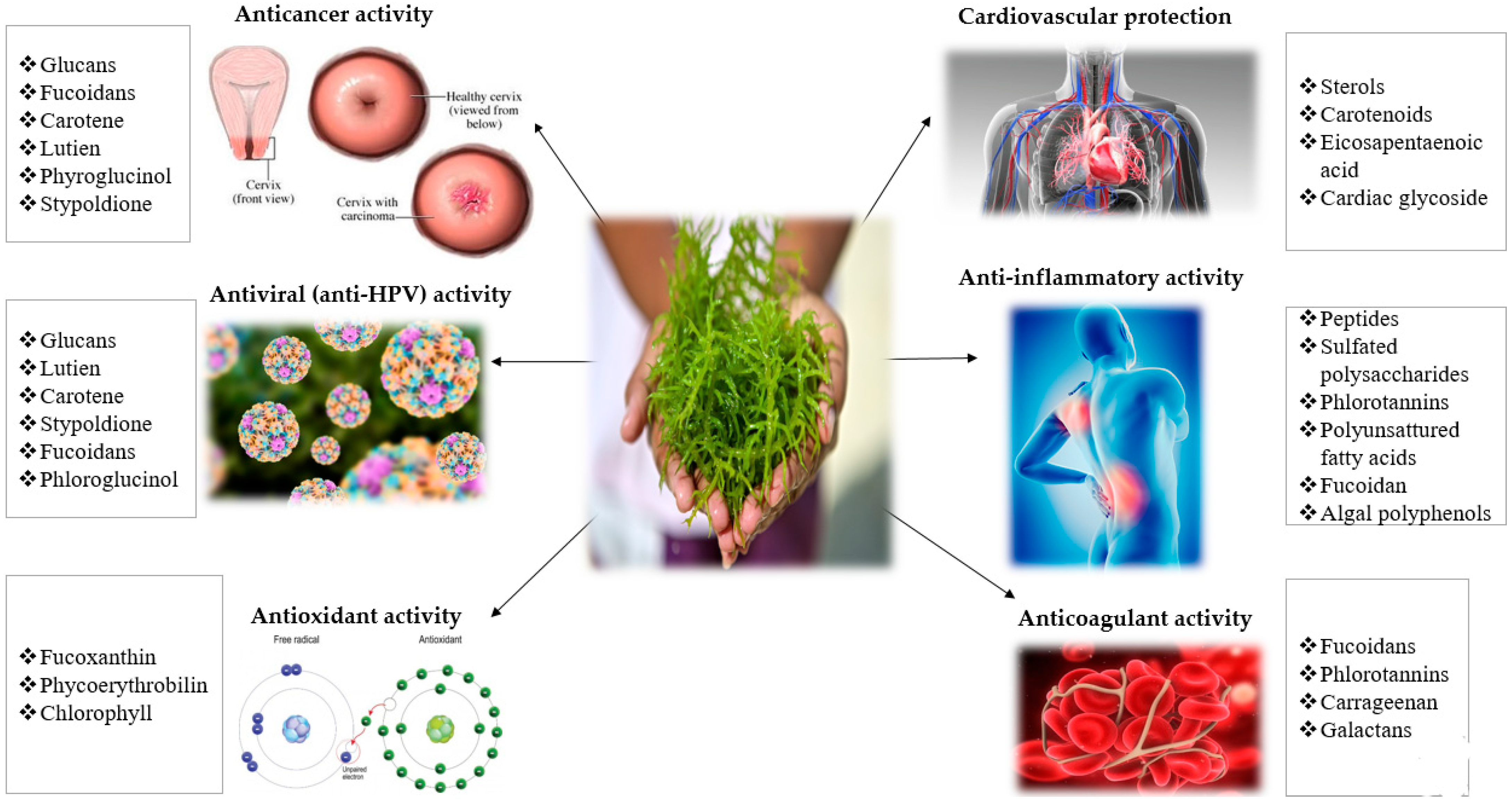 Ijms 22 00629 g001 Ijms 22 00629 g001