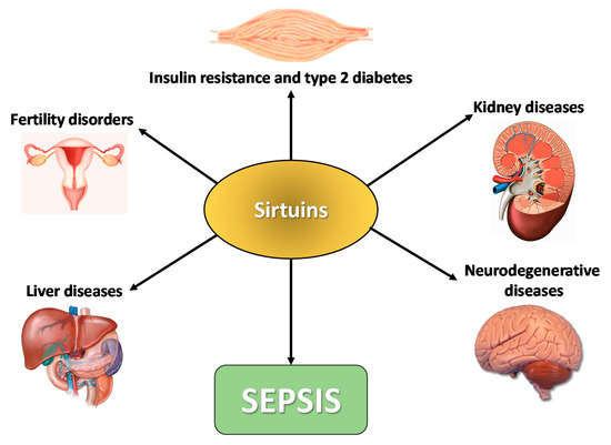 Sirtuins as Important Factors in Pathological States and the Role of ...