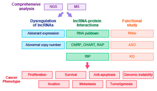 The Functions and Unique Features of LncRNAs in Cancer Development and ...