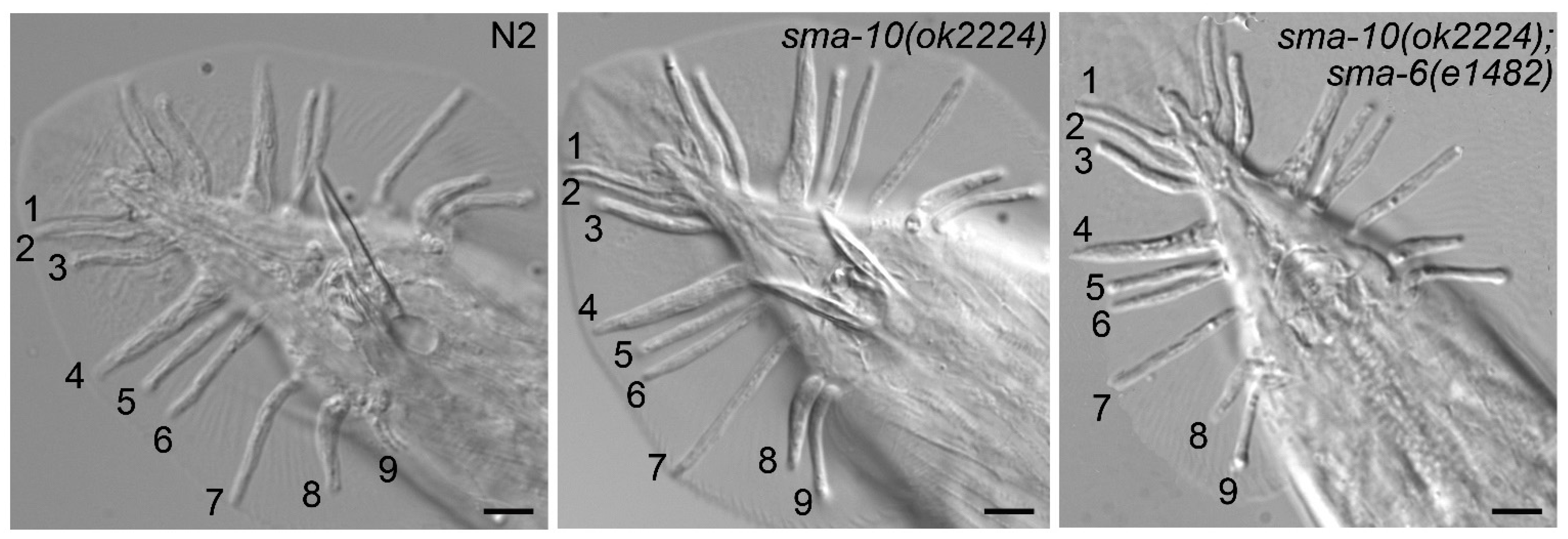 Ijms 22 00638 g002 Ijms 22 00638 g002