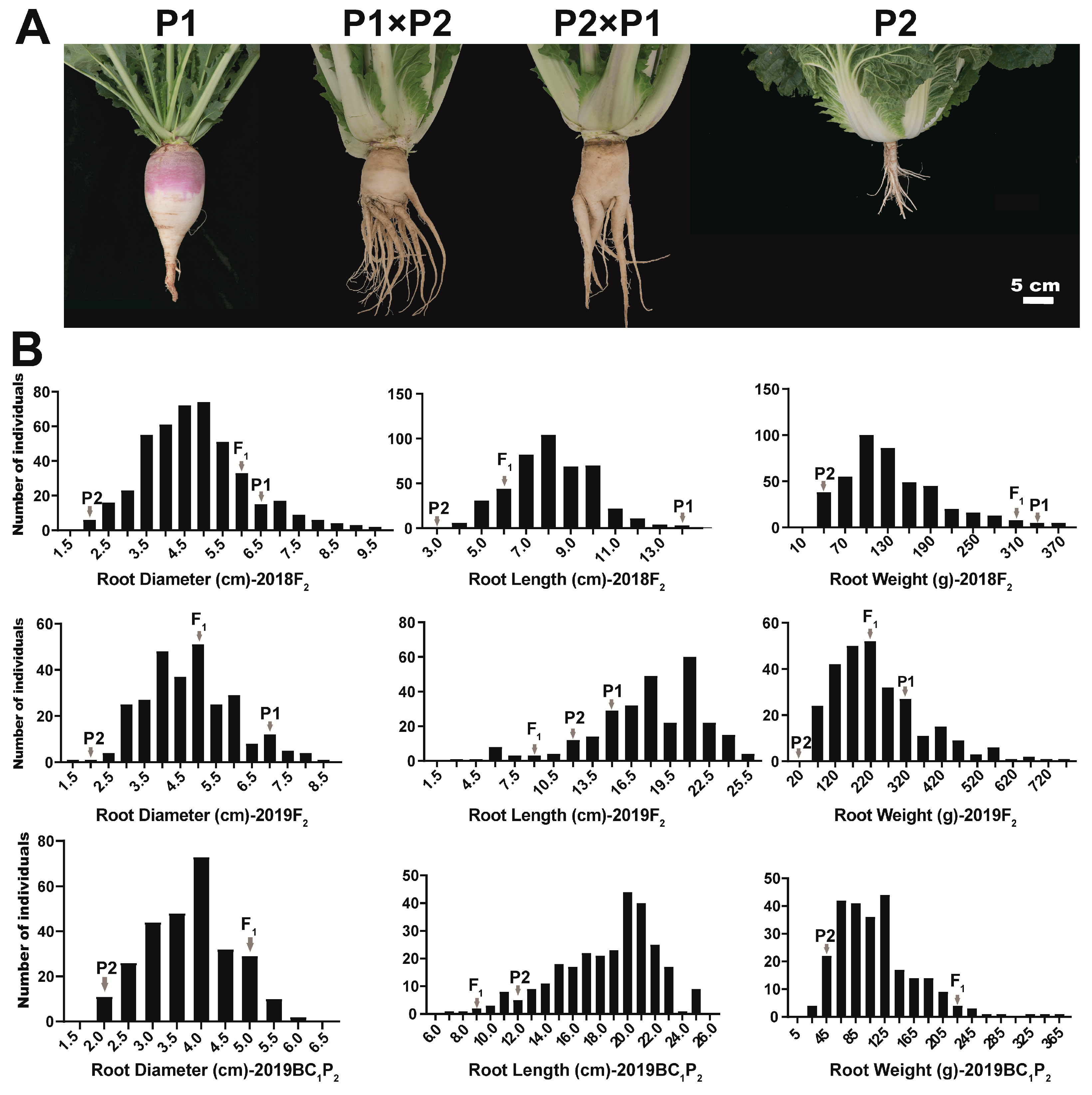 Ijms 22 00653 g001 Ijms 22 00653 g001