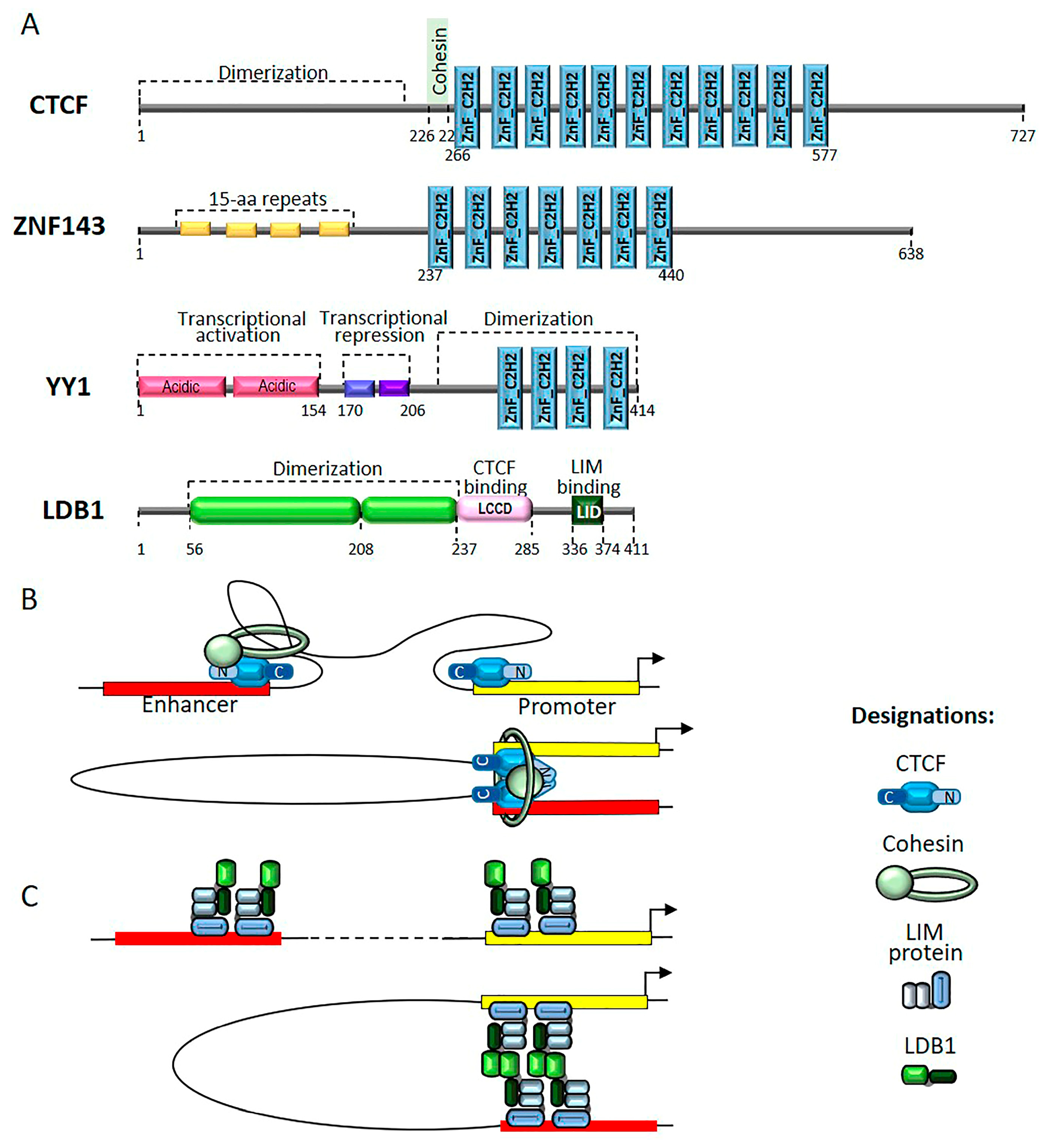 Ijms Free Full Text Mechanisms Of Enhancer Promoter Interactions In Higher Eukaryotes Html