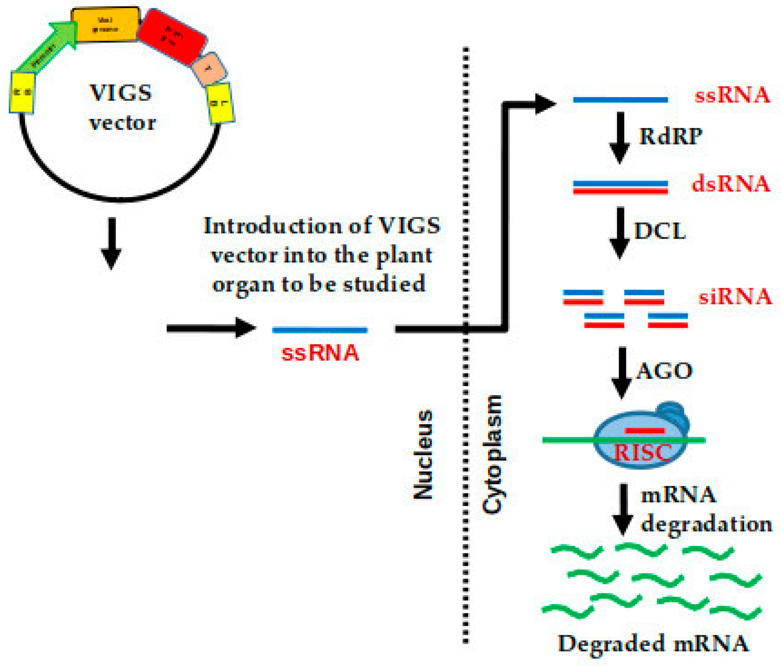 Ijms 22 00682 g003 Ijms 22 00682 g003