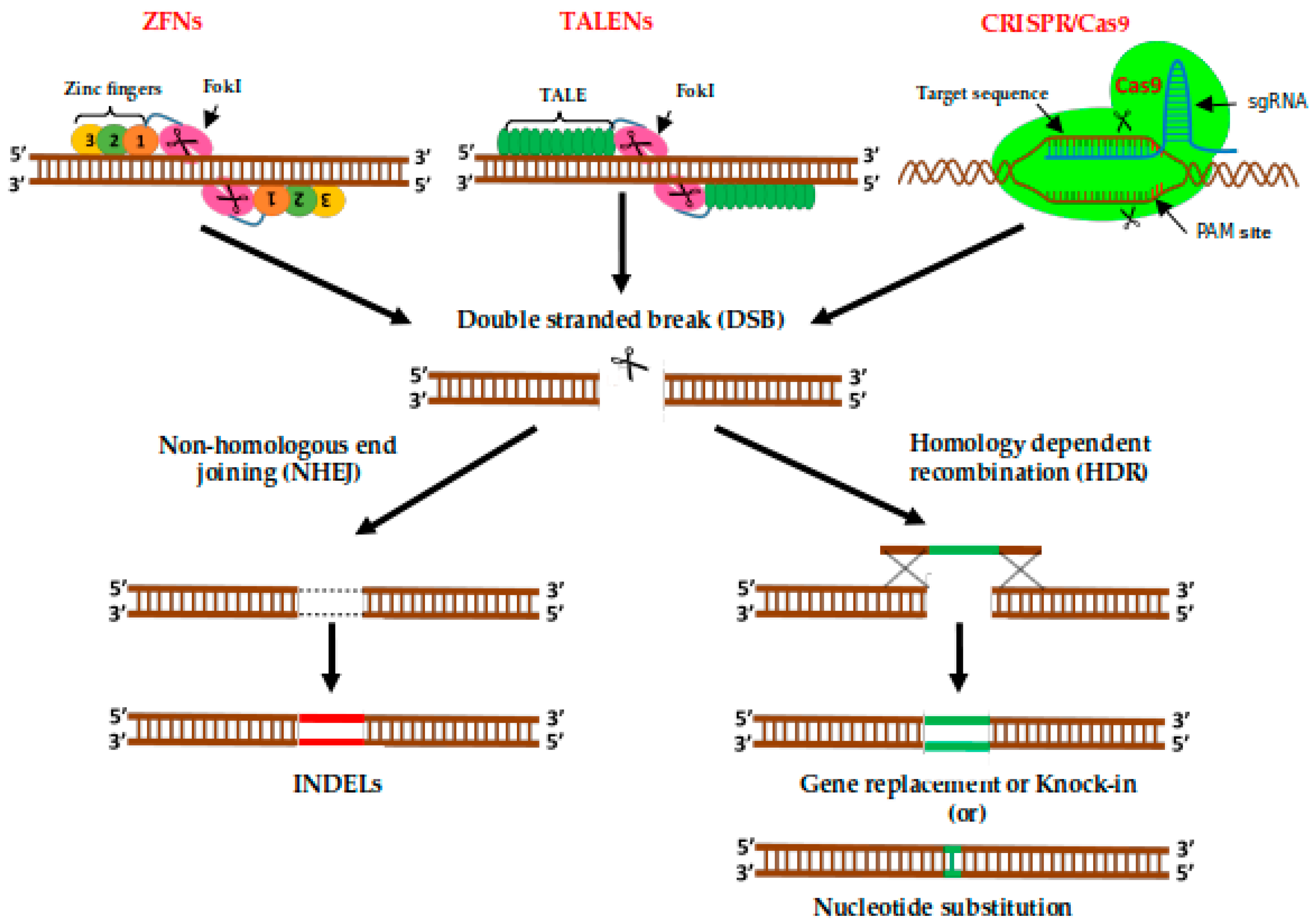 Ijms 22 00682 g004 Ijms 22 00682 g004