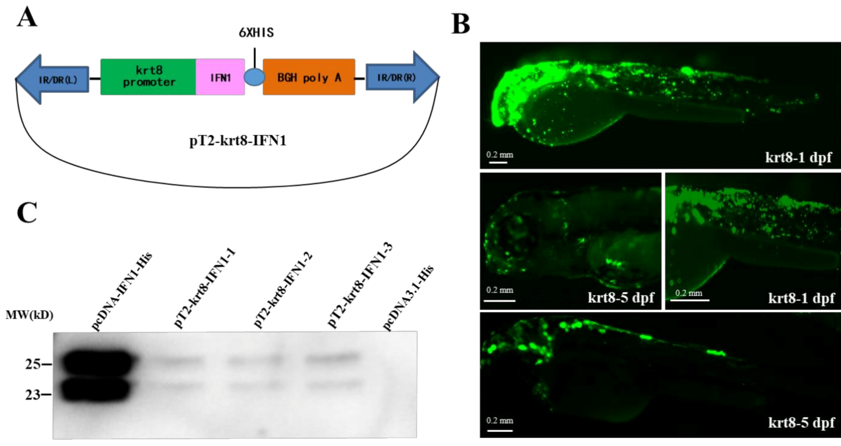 Ijms 22 00687 g001 Ijms 22 00687 g001