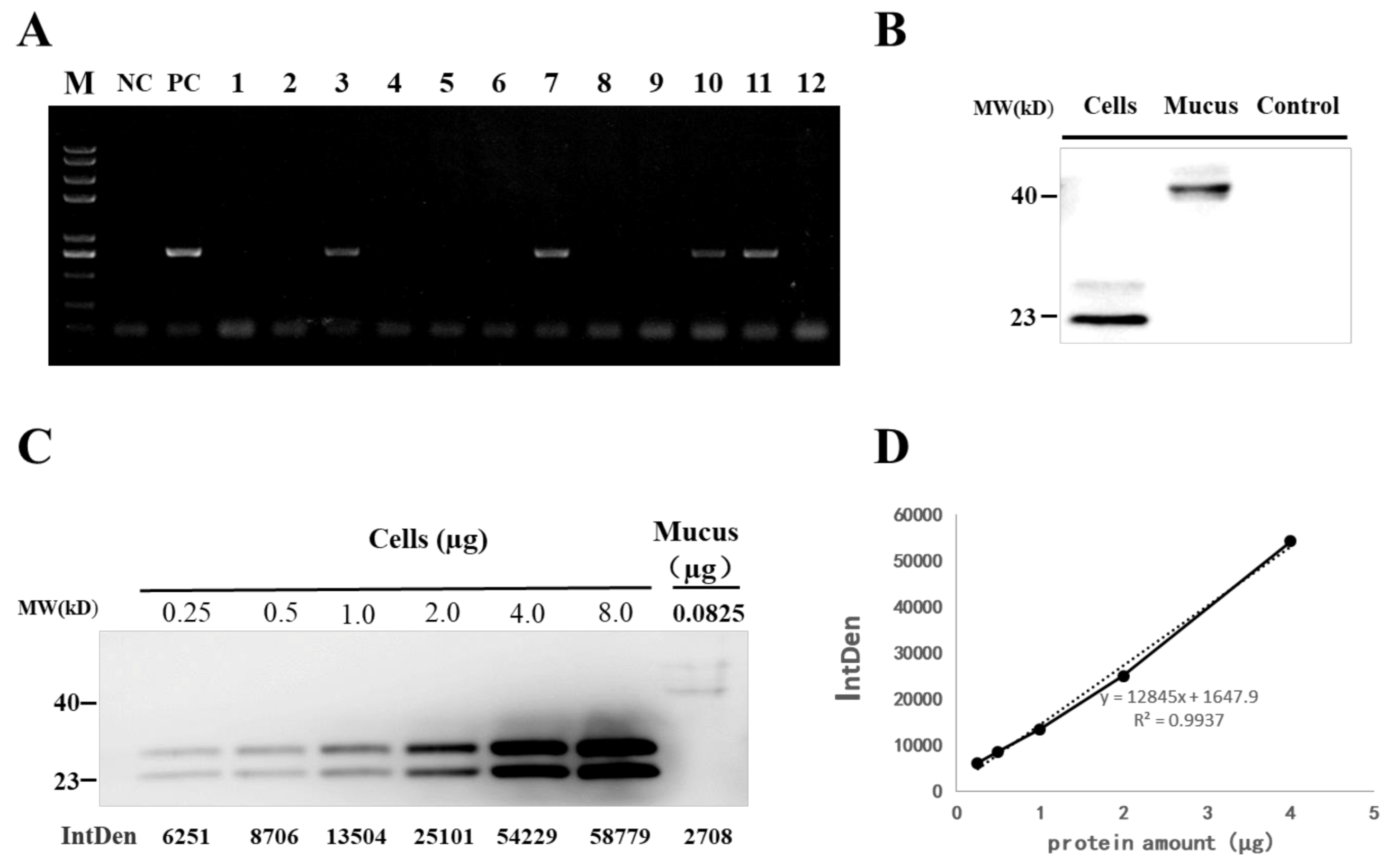 Ijms 22 00687 g004 Ijms 22 00687 g004
