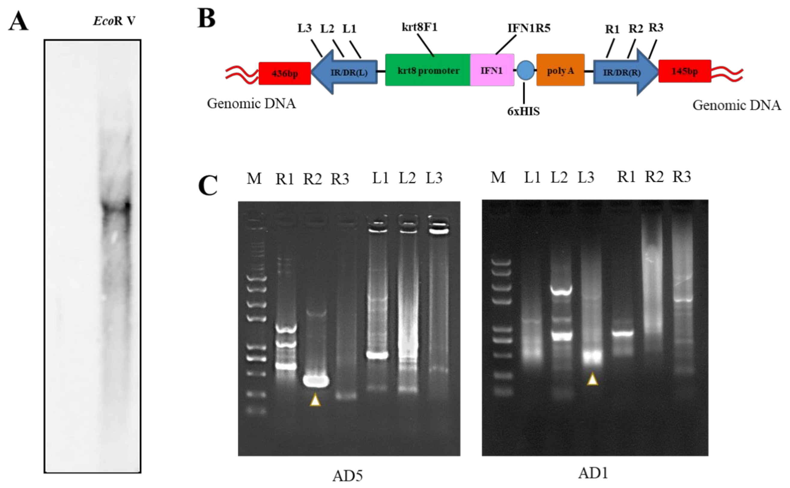Ijms 22 00687 g006 Ijms 22 00687 g006