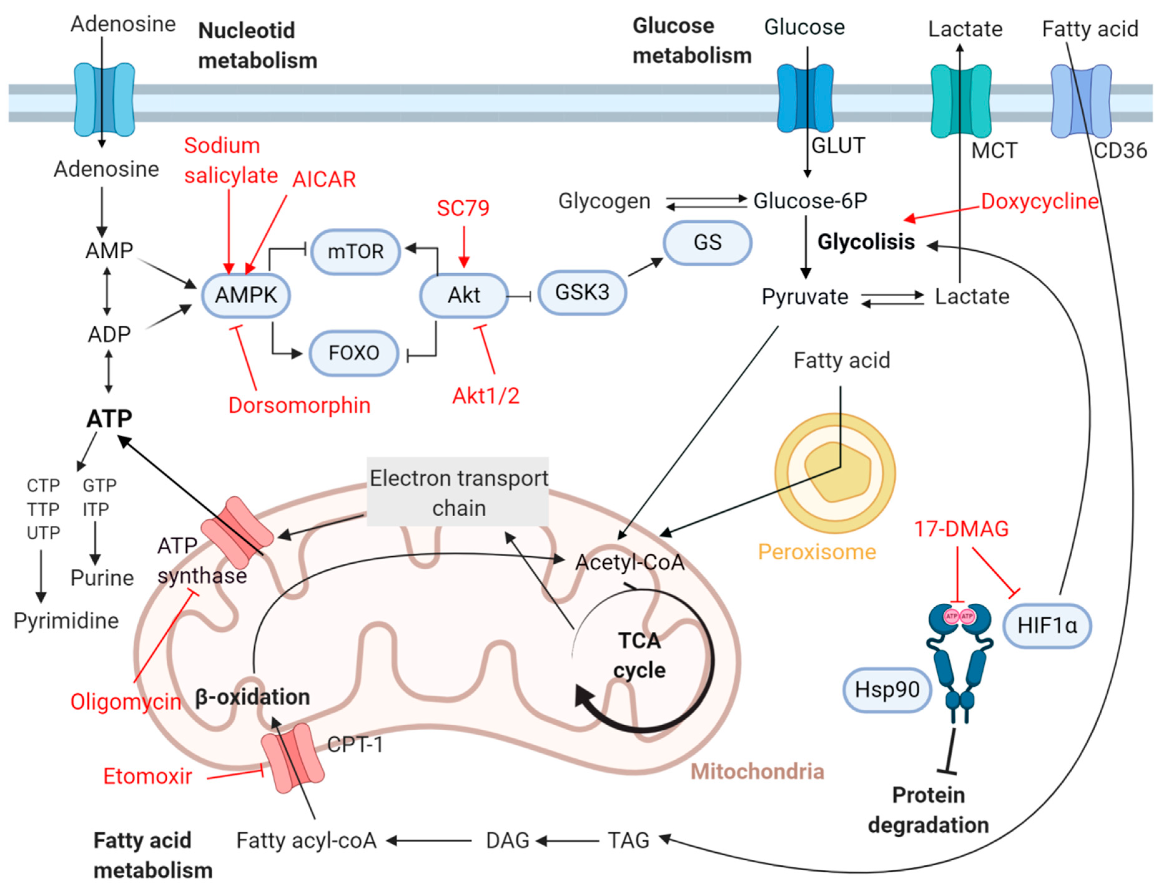 Ijms 22 00688 g001 Ijms 22 00688 g001