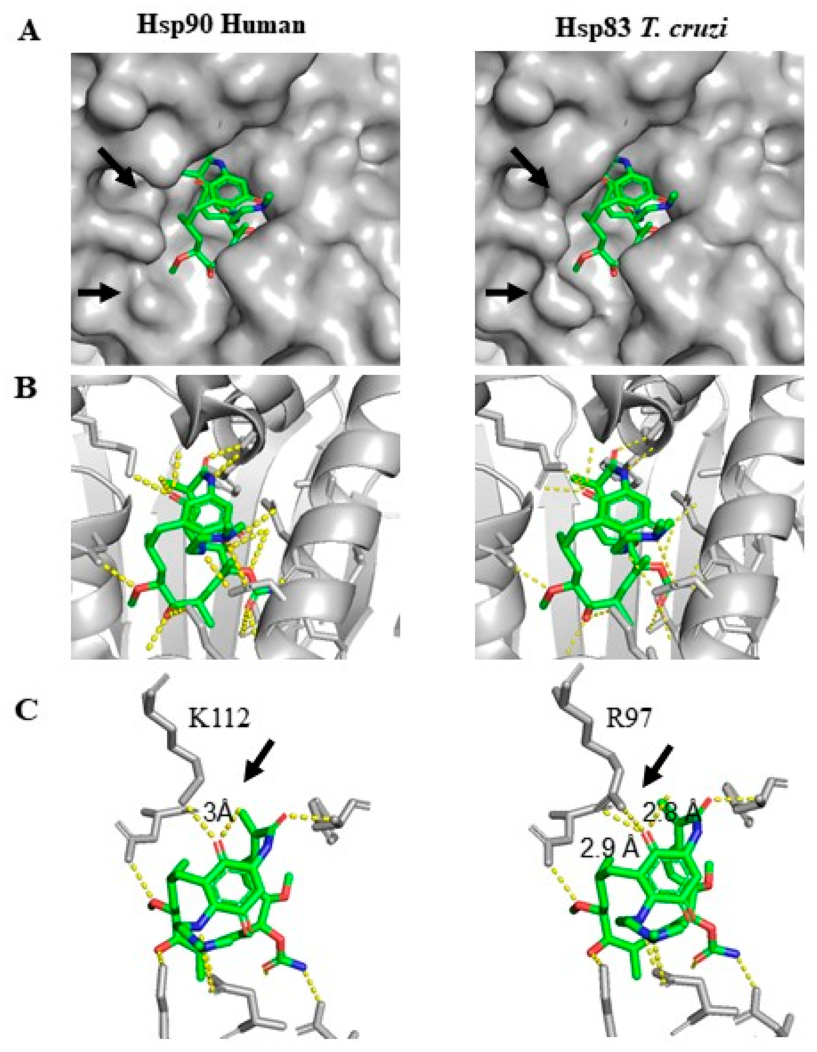Ijms 22 00688 g005 Ijms 22 00688 g005