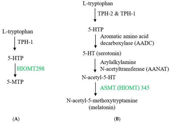 Control of Mesenchymal Stromal Cell Senescence by Tryptophan