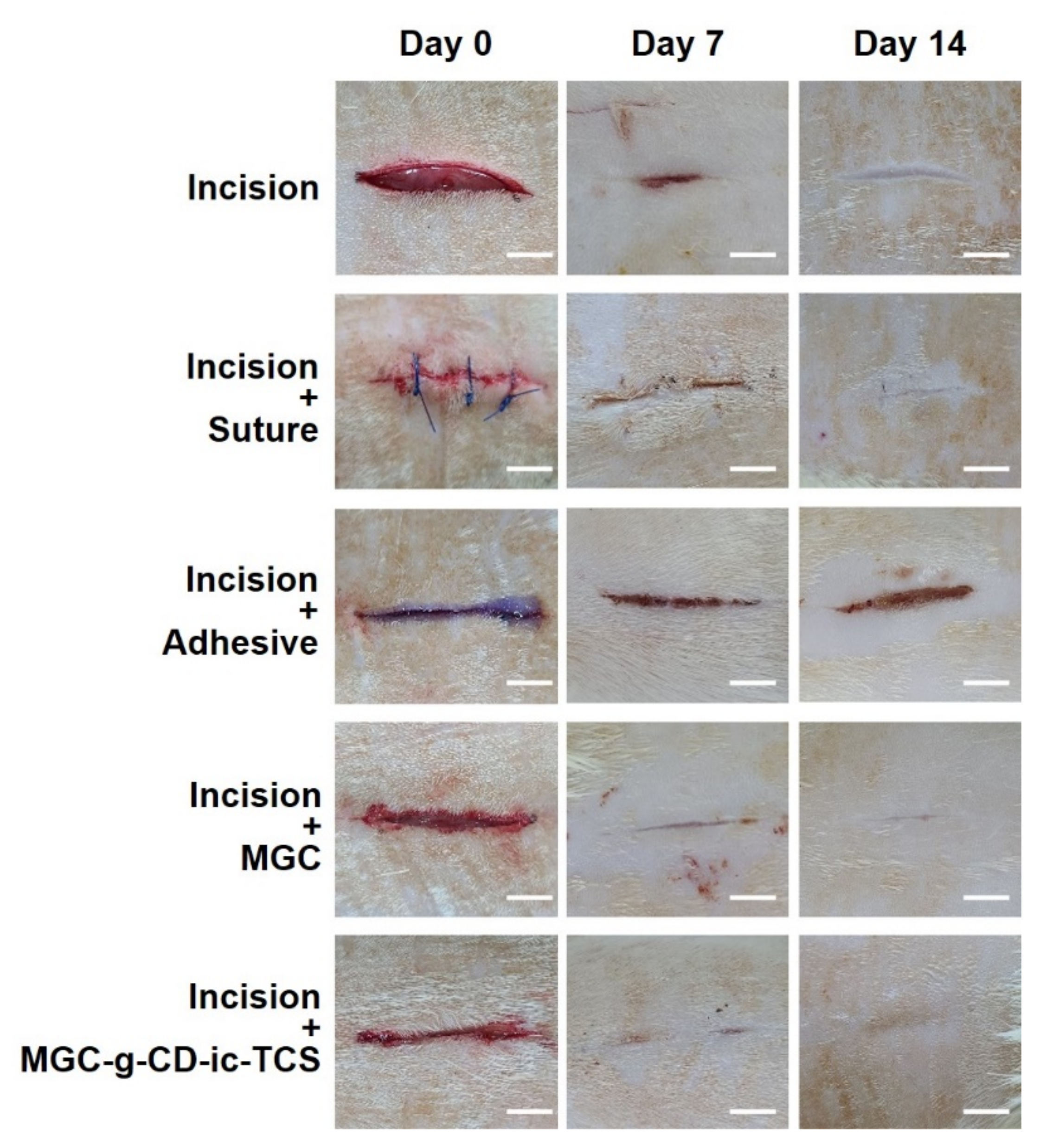 Ijms 22 00700 g007 Ijms 22 00700 g007