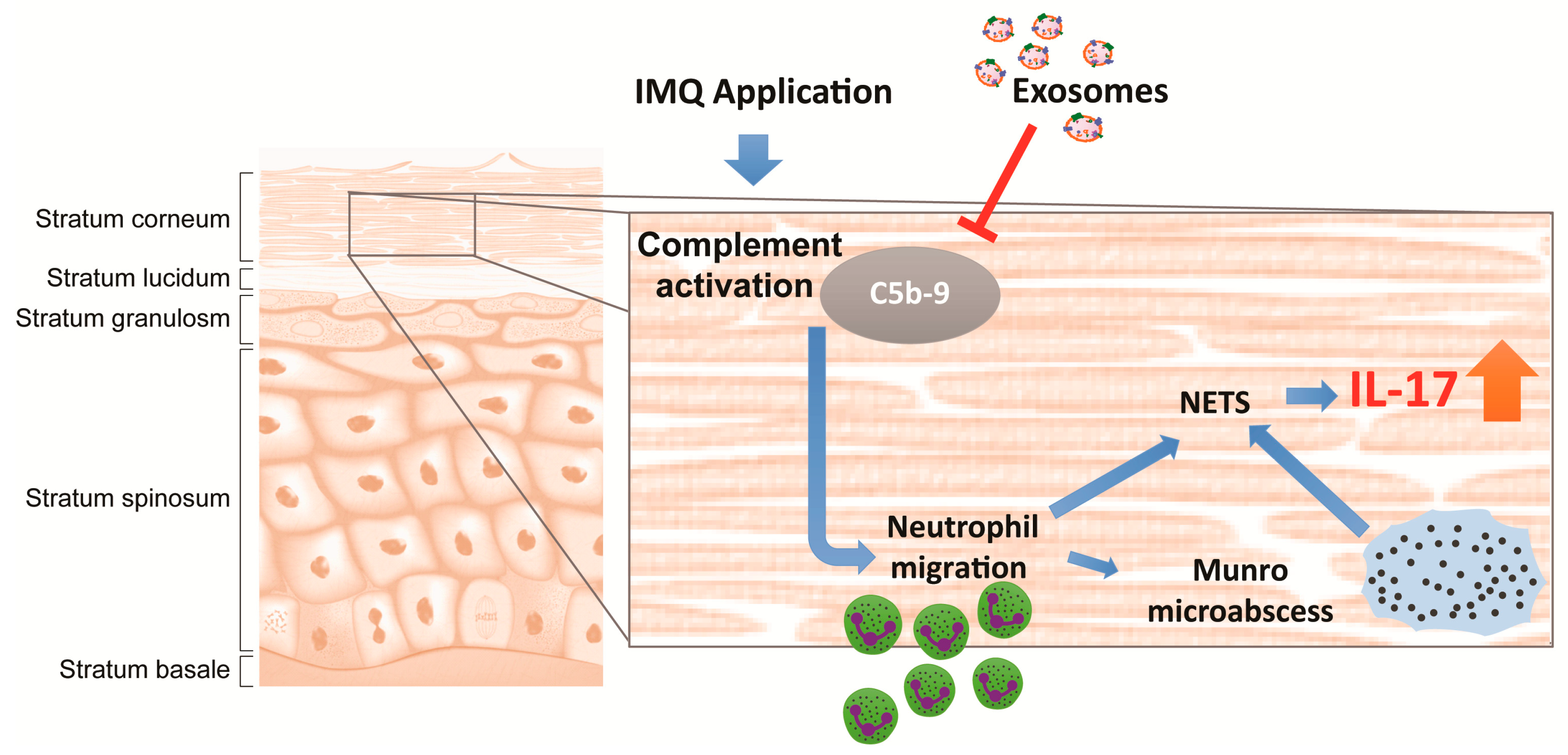 Ijms 22 00720 g006