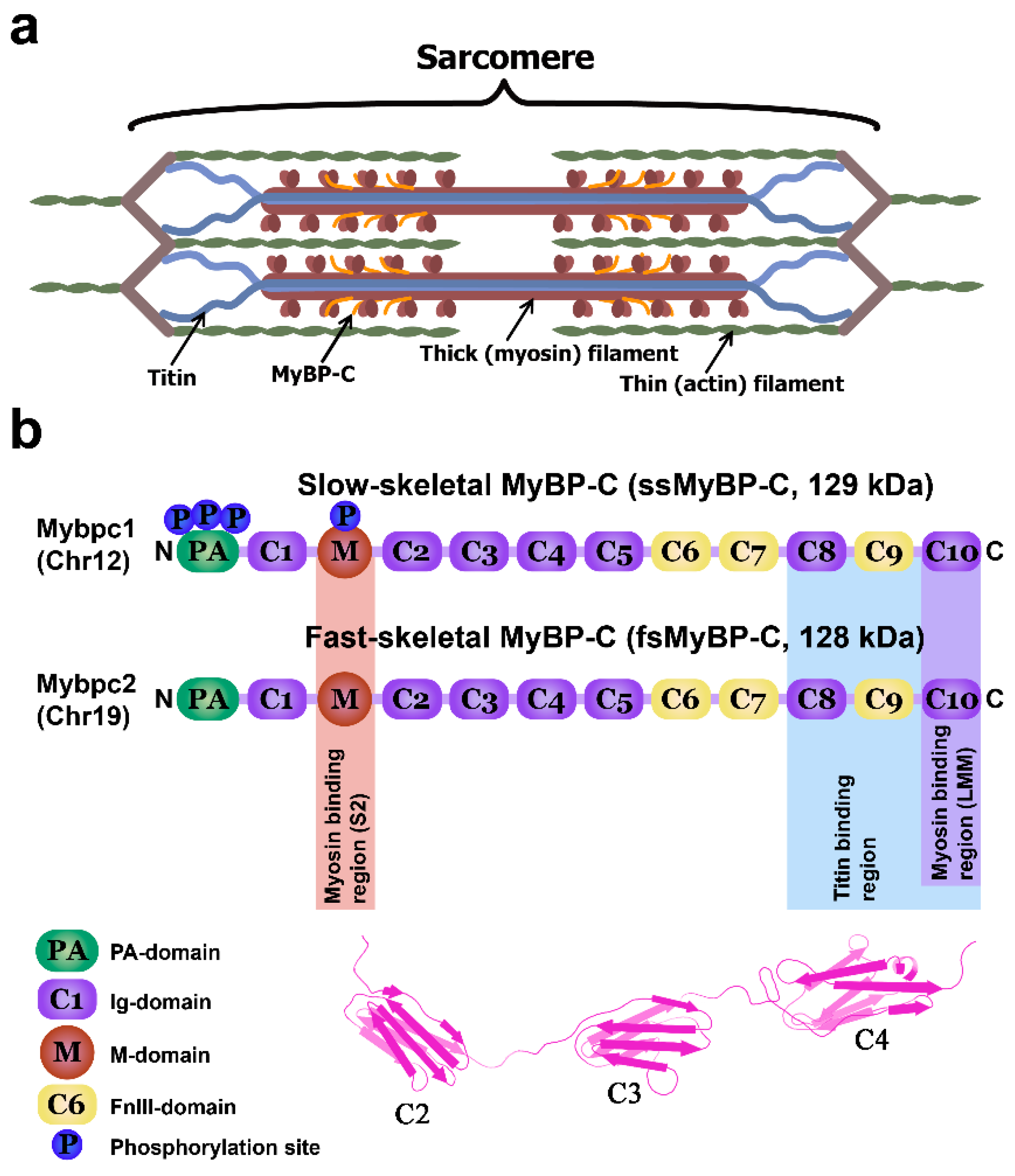 Ijms 22 00731 g001 Ijms 22 00731 g001