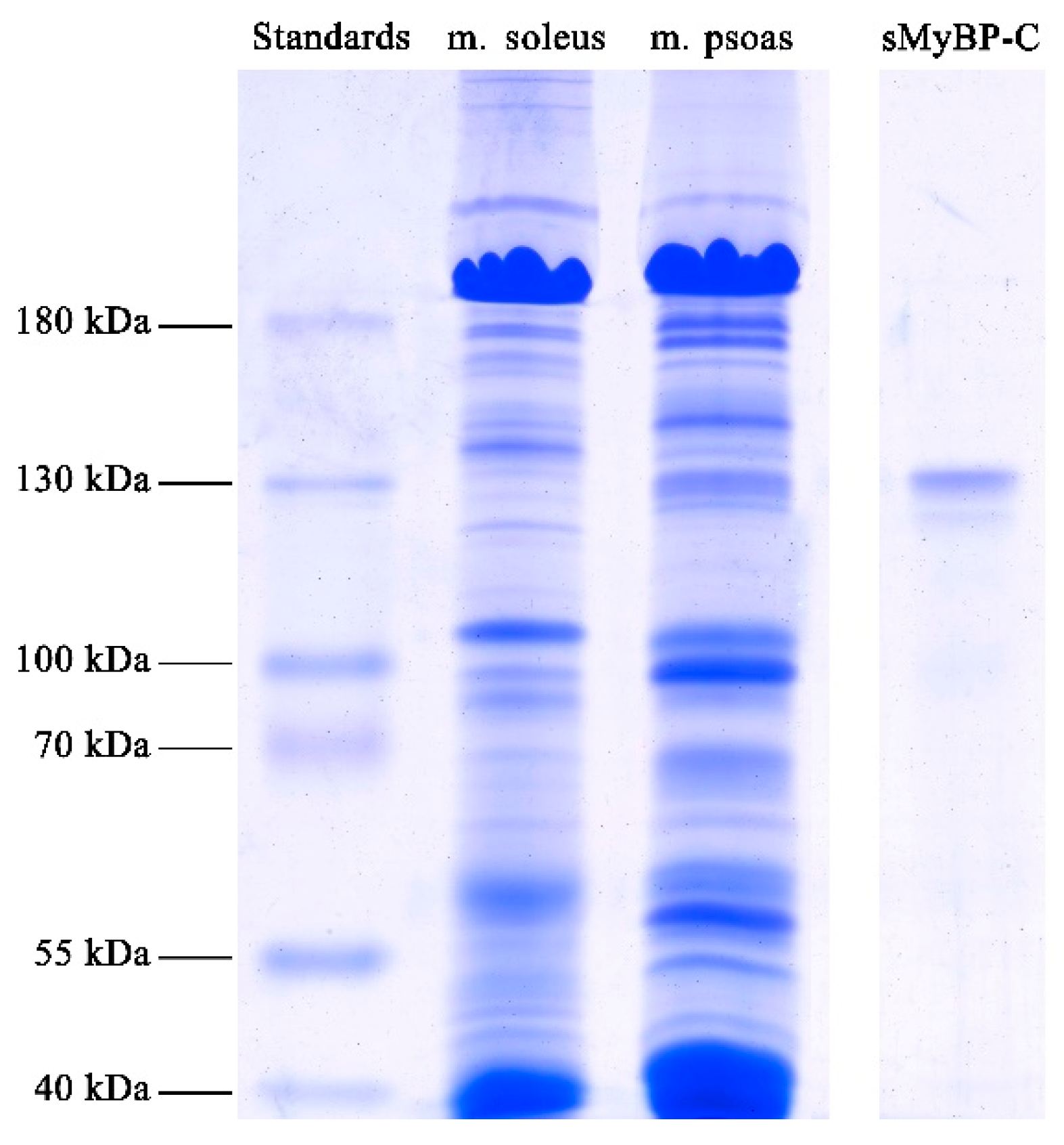 Ijms 22 00731 g002 Ijms 22 00731 g002