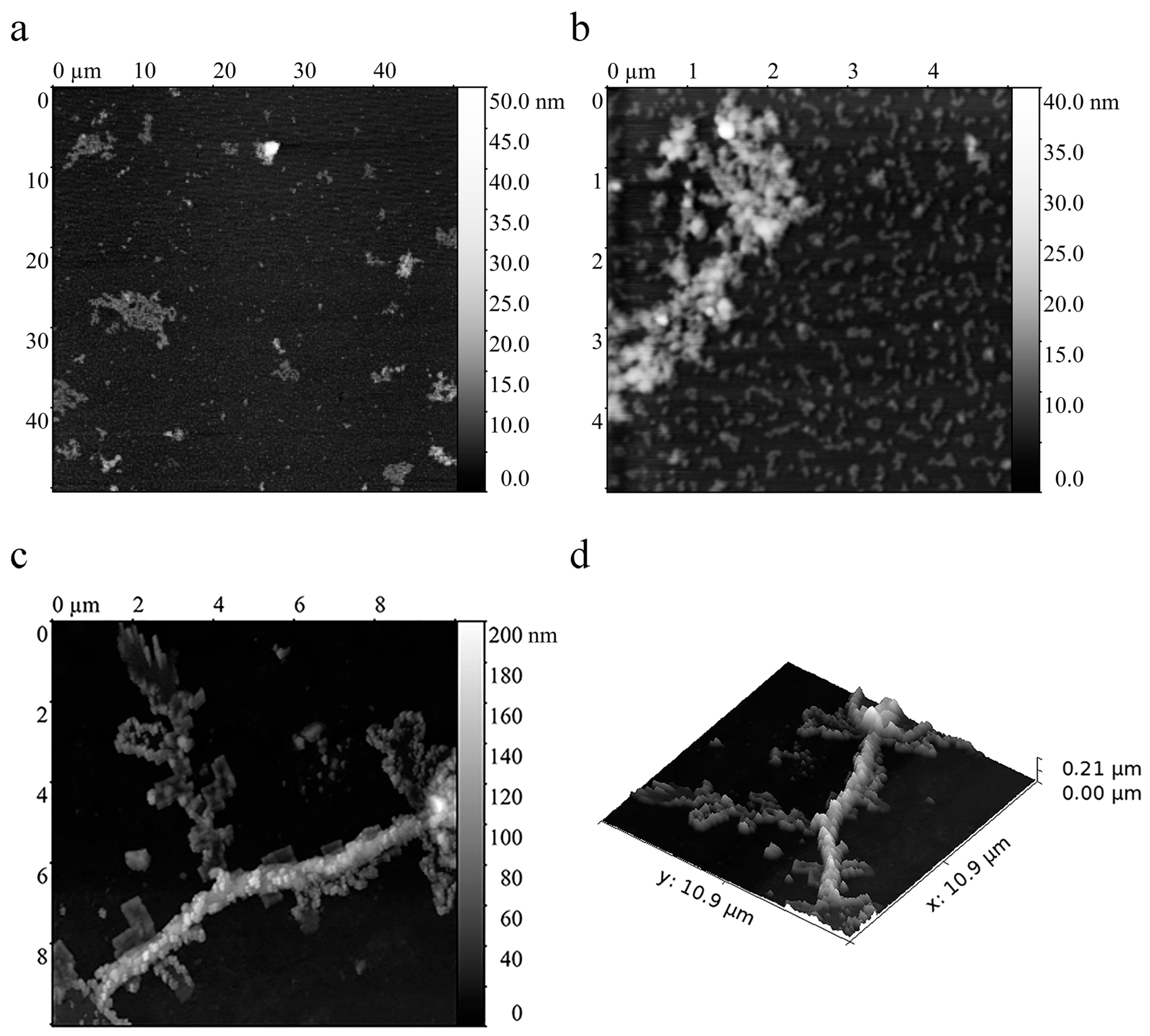 Ijms 22 00731 g005 Ijms 22 00731 g005
