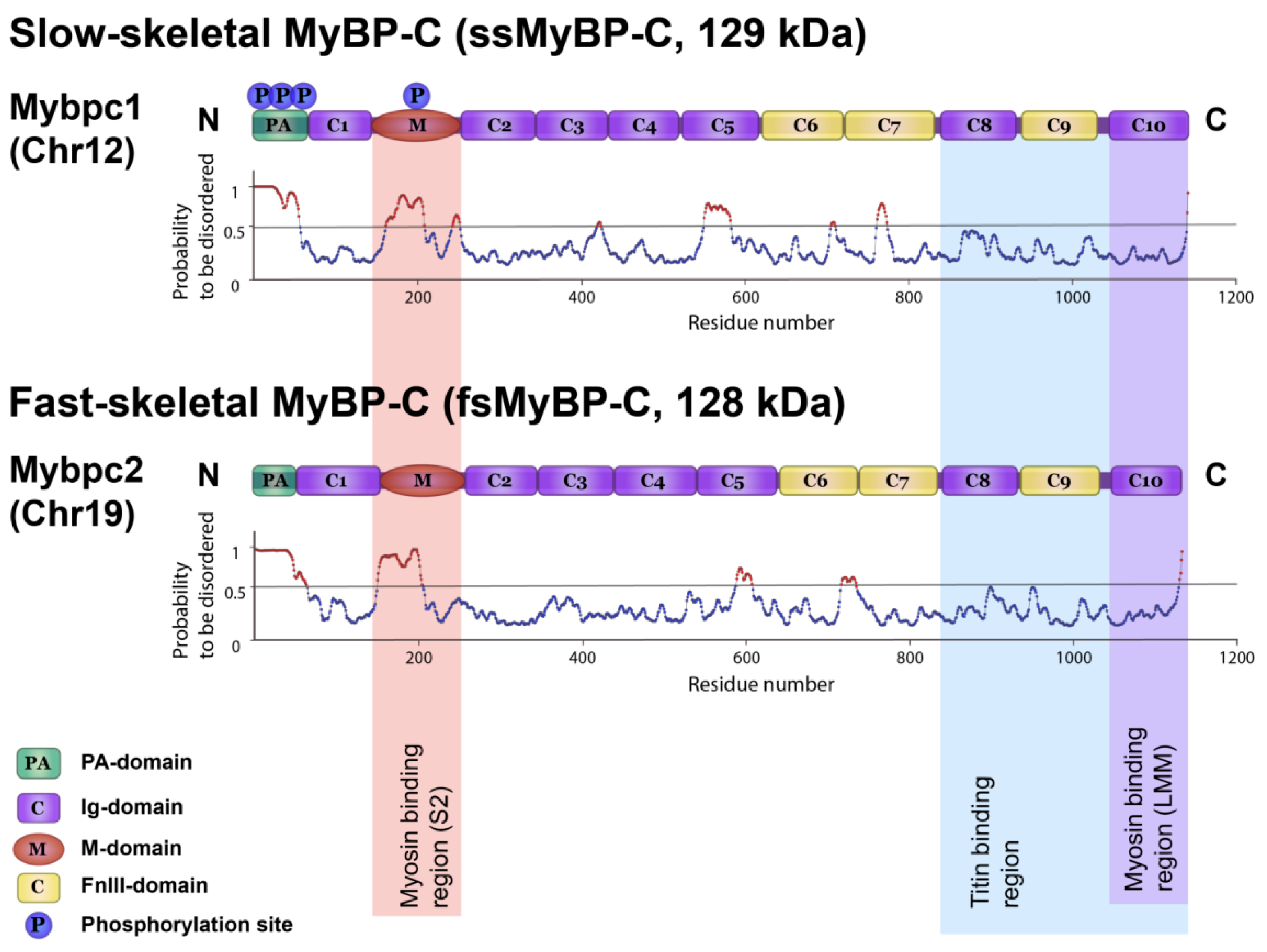 Ijms 22 00731 g010 Ijms 22 00731 g010