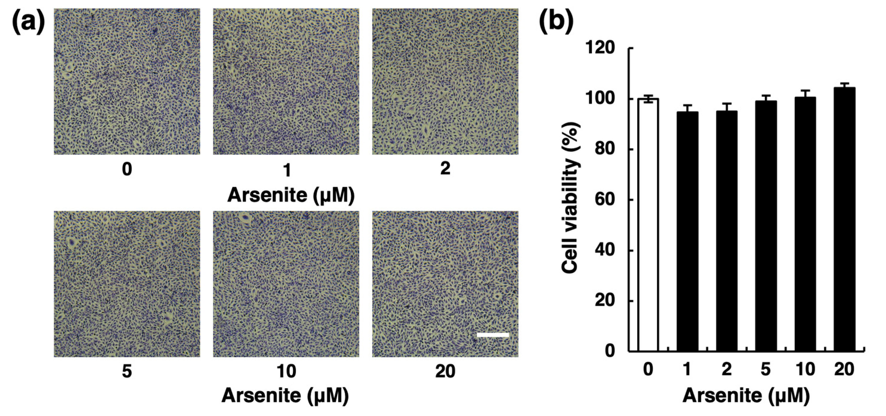Ijms 22 00739 g001 Ijms 22 00739 g001