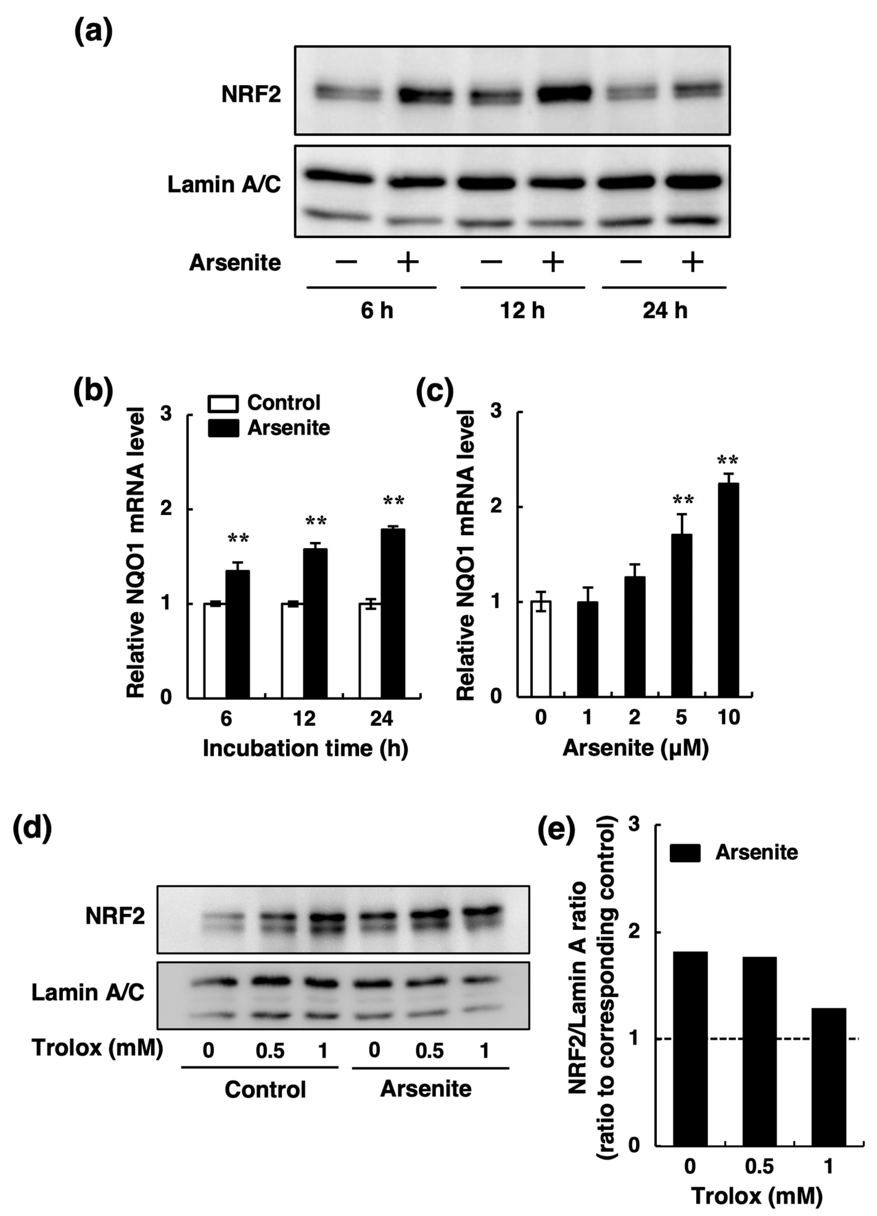 Ijms 22 00739 g006 Ijms 22 00739 g006