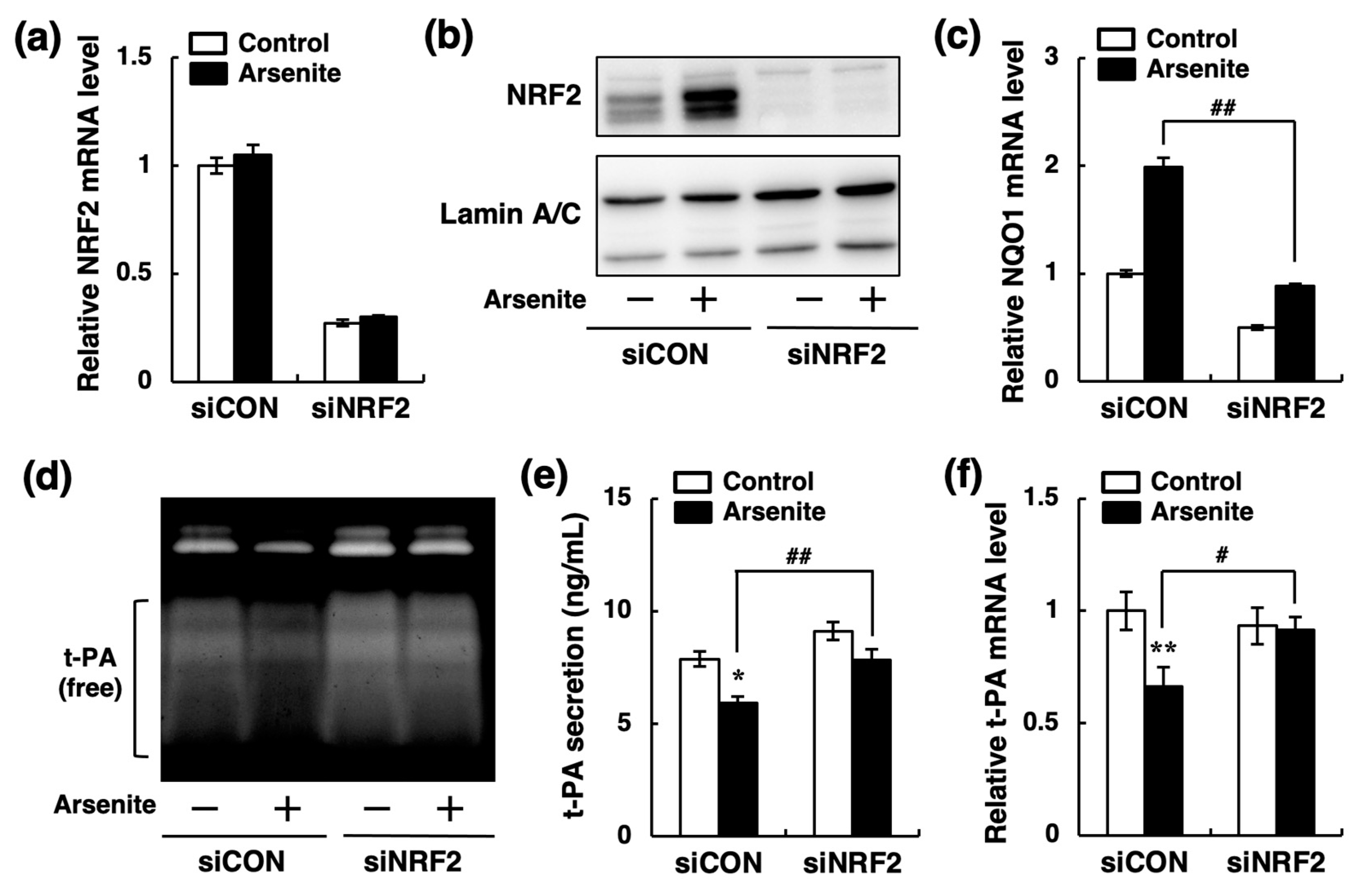 Ijms 22 00739 g007 Ijms 22 00739 g007