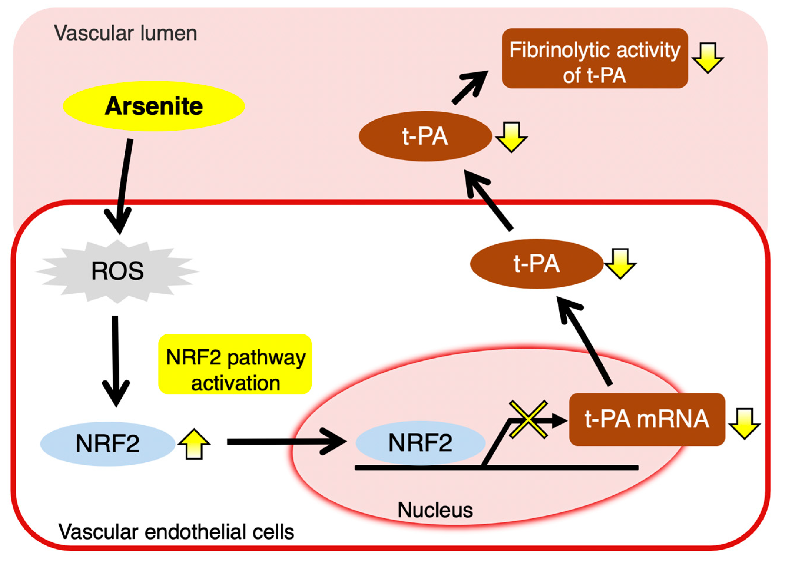 Ijms 22 00739 g008 Ijms 22 00739 g008