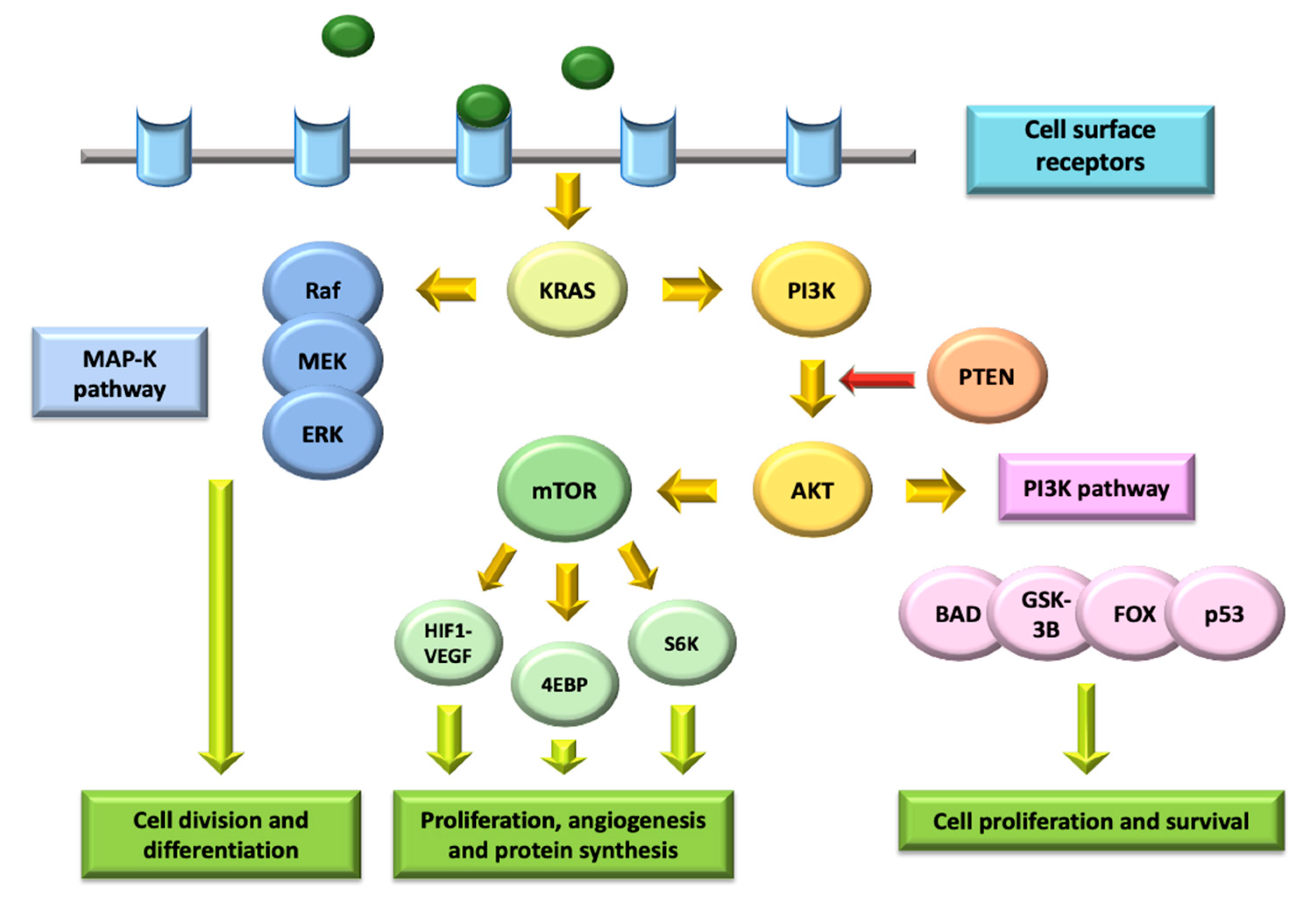 Ijms 22 00747 g003 Ijms 22 00747 g003