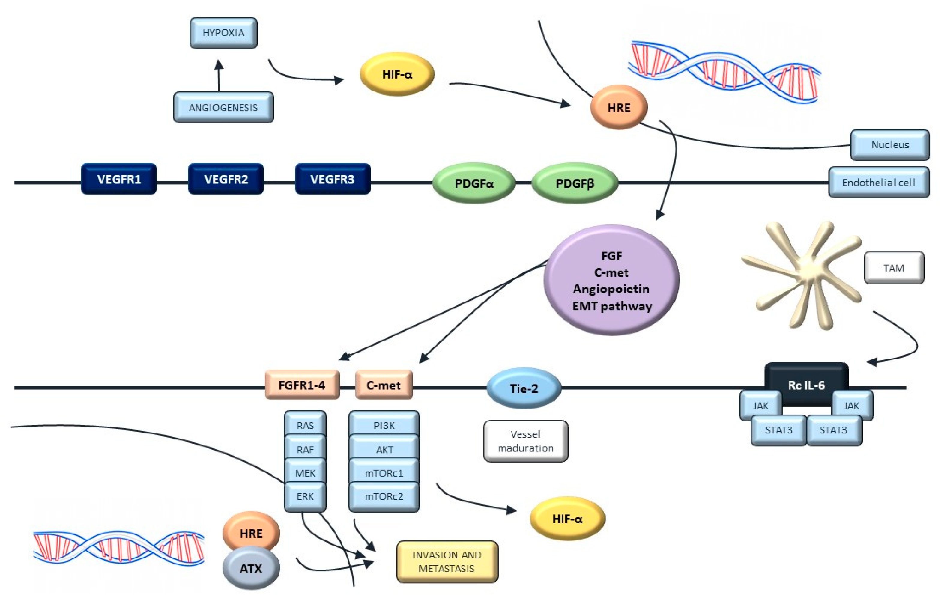 Ijms 22 00747 g004 Ijms 22 00747 g004