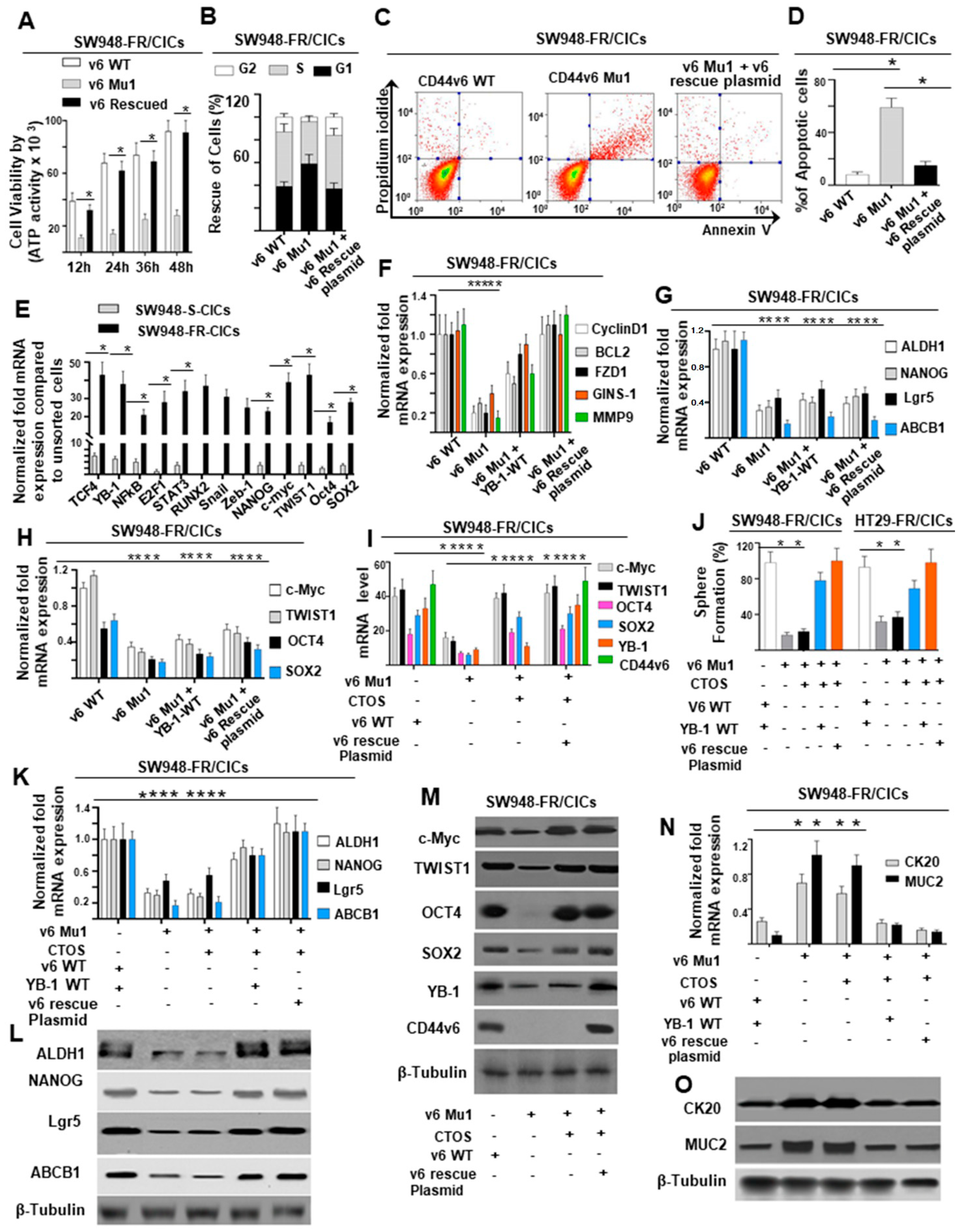 Ijms Free Full Text Folfox Therapy Induces Feedback Upregulation Of Cd44v6 Through Yb 1 To Maintain Stemness In Colon Initiating Cells Html