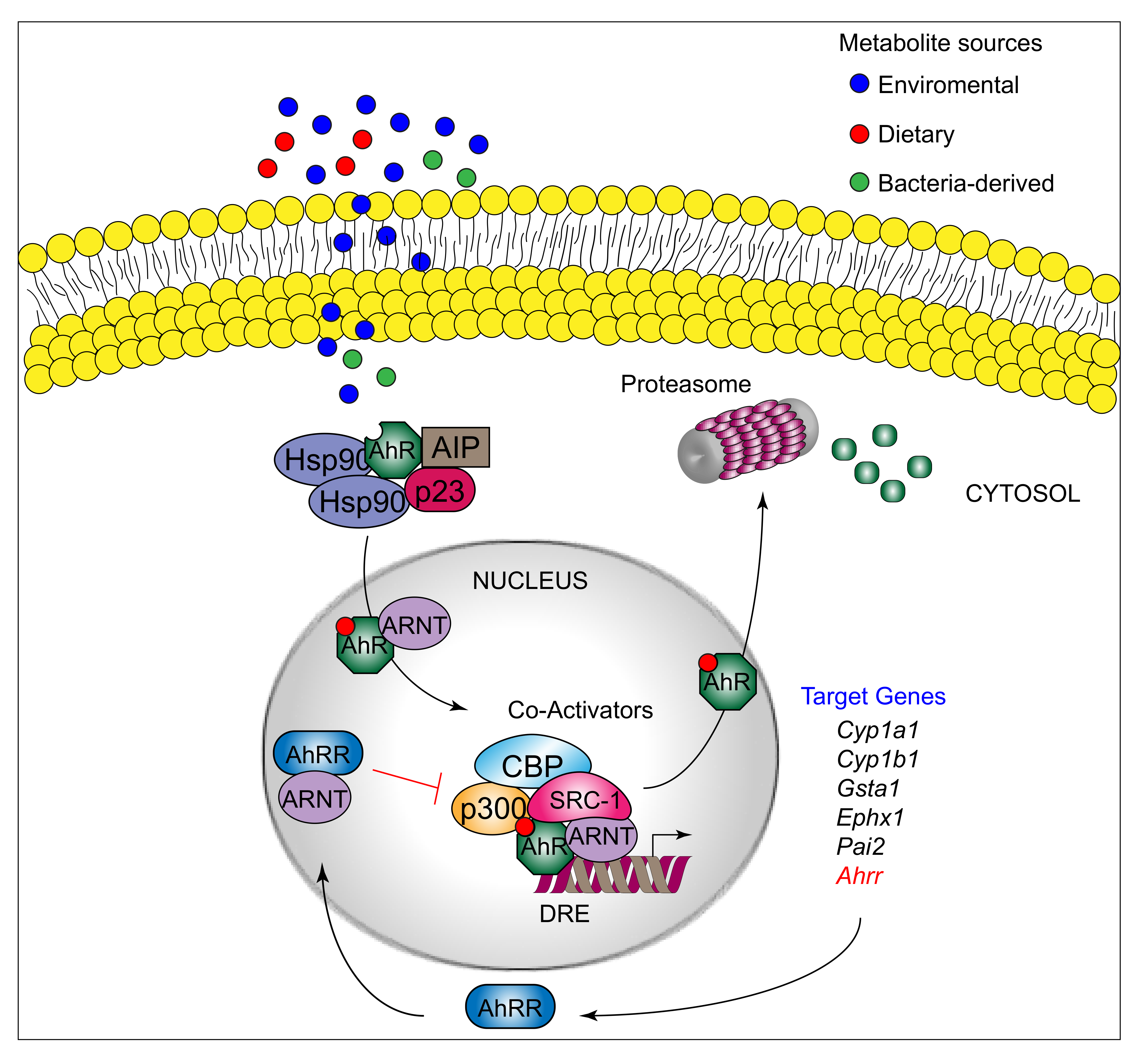 IJMS Free FullText The Landscape of AhR Regulators and