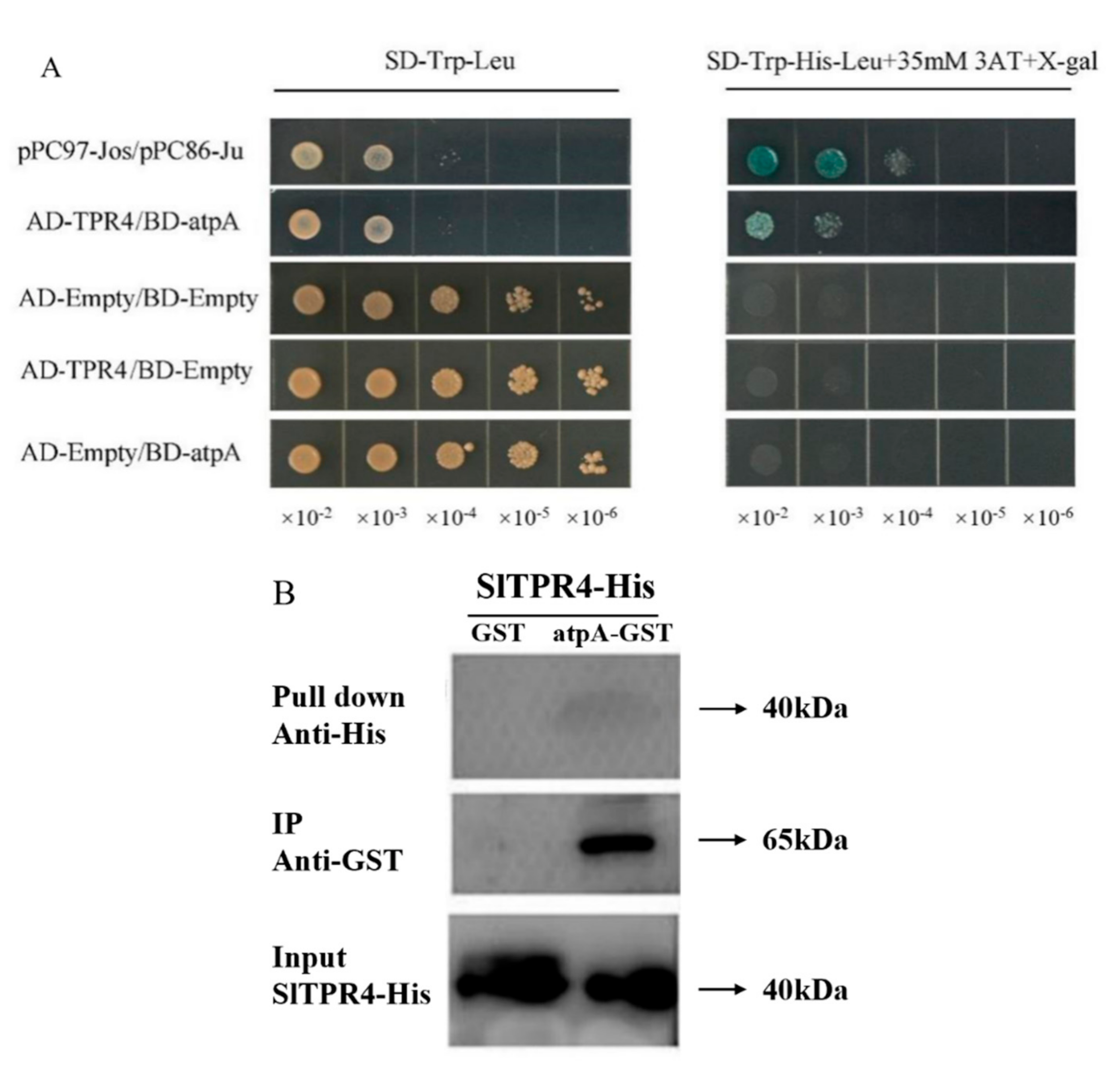 Ijms 22 00758 g008 Ijms 22 00758 g008