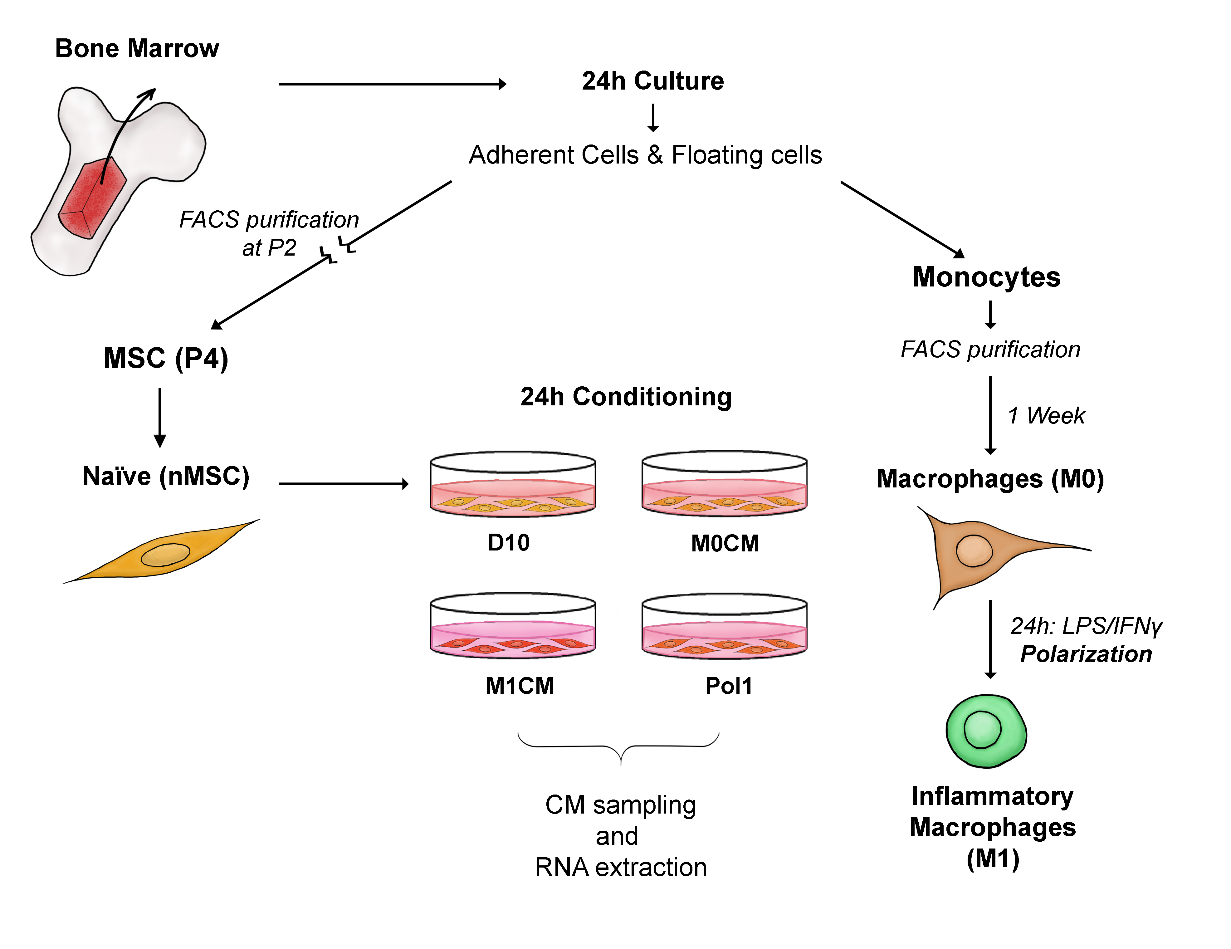 Ijms 22 00781 g001 Ijms 22 00781 g001