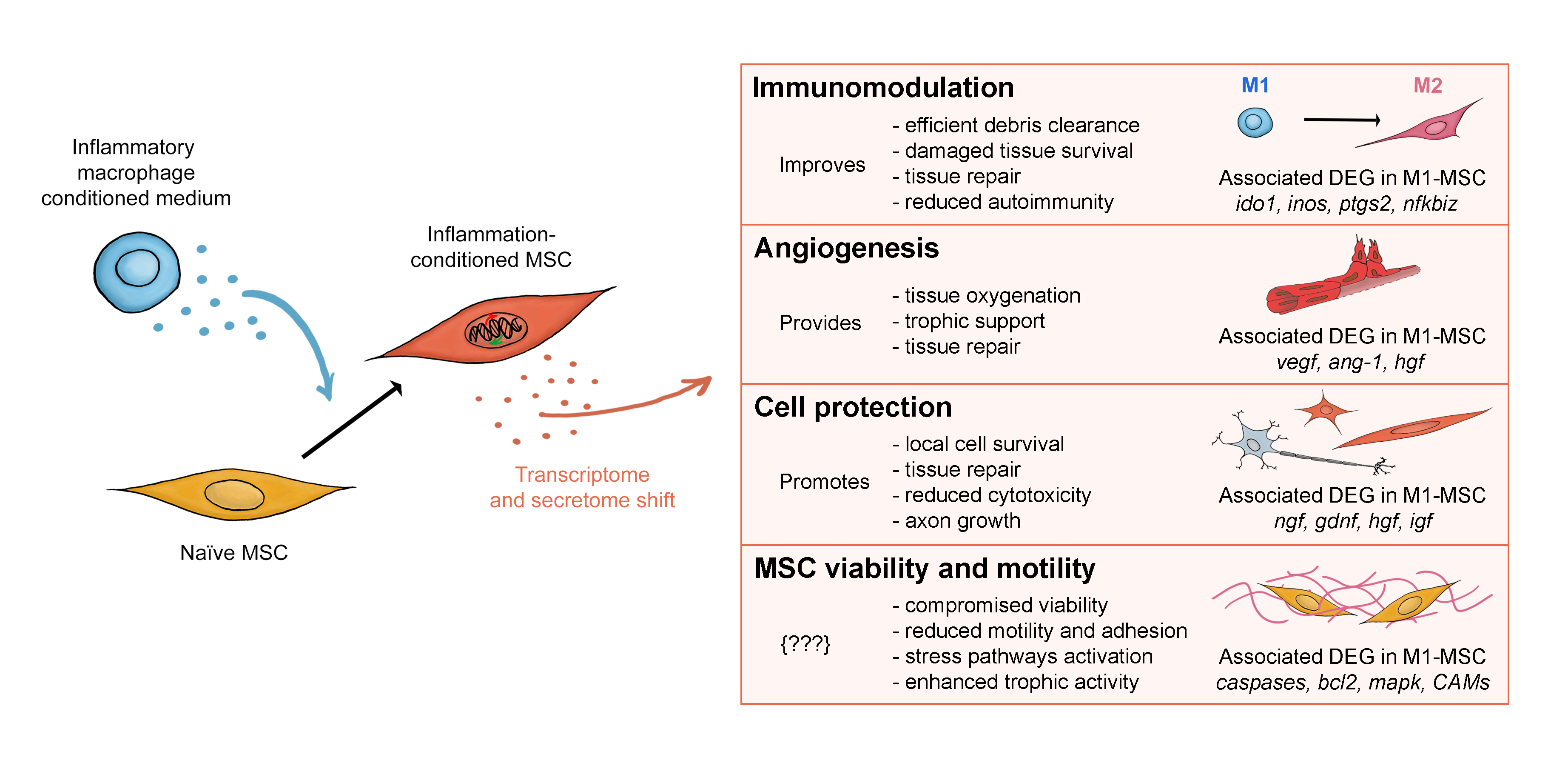 Ijms 22 00781 g007 Ijms 22 00781 g007