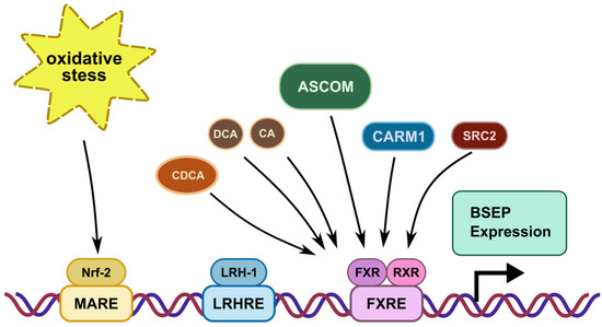 Ijms 22 00784 g002 550