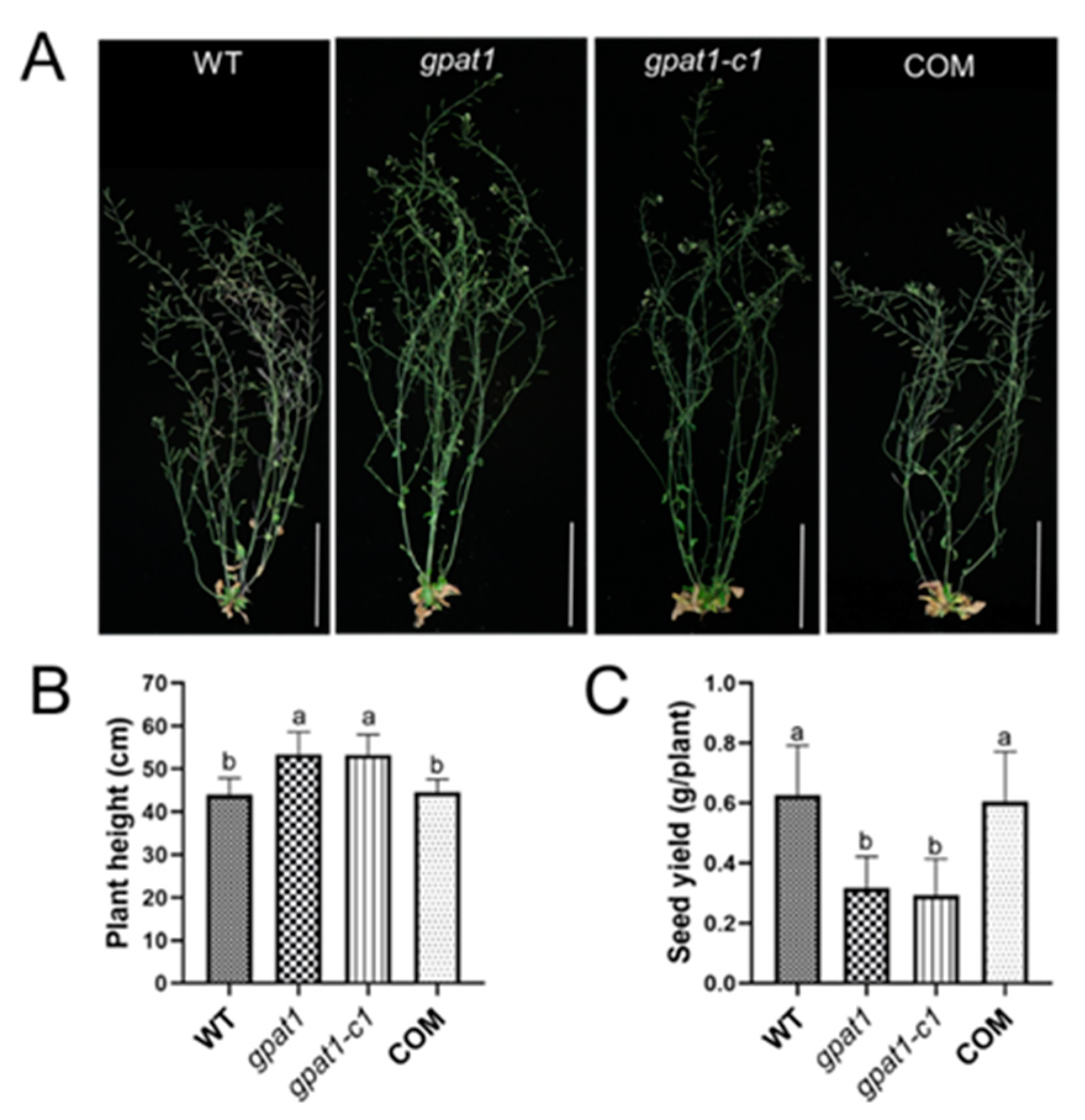 Ijms 22 00785 g004 Ijms 22 00785 g004