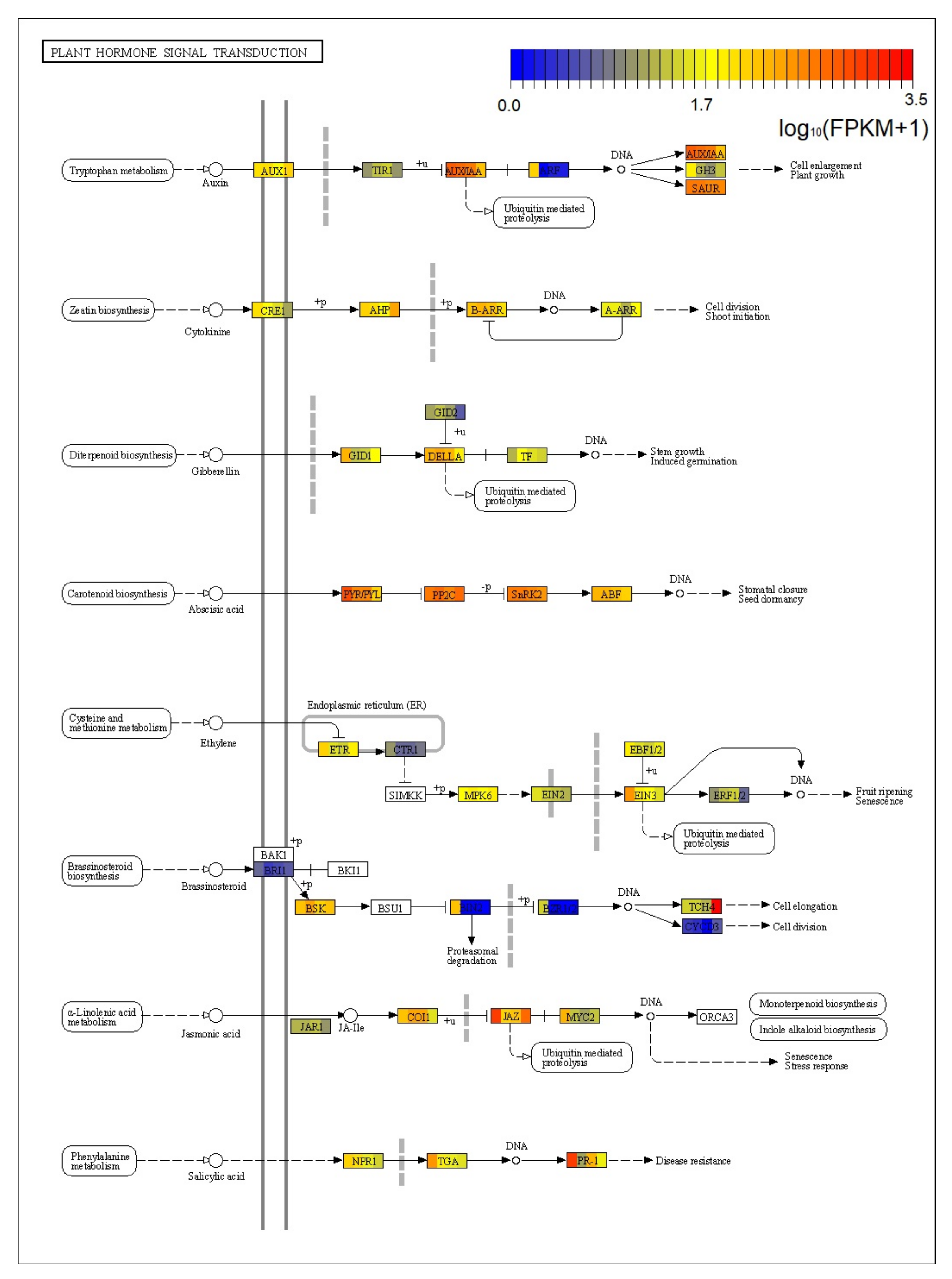 Ijms 22 00787 g009 Ijms 22 00787 g009