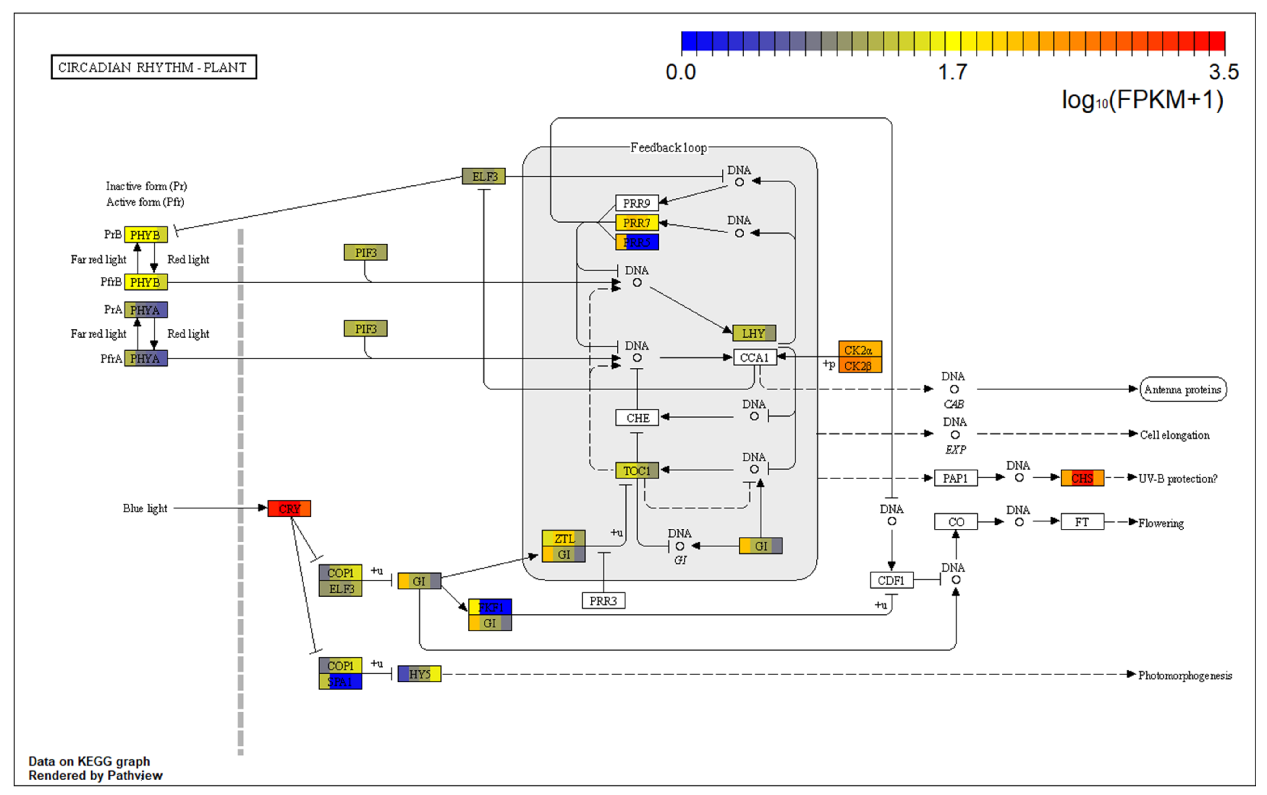 Ijms 22 00787 g010 Ijms 22 00787 g010