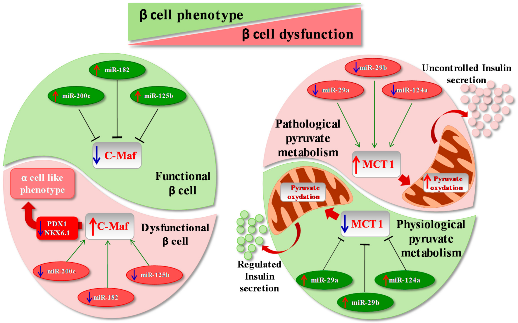 Ijms 22 00803 g001 Ijms 22 00803 g001