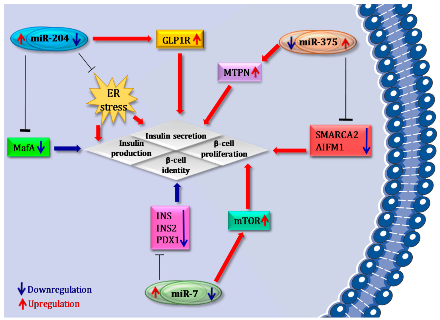 Ijms 22 00803 g002 Ijms 22 00803 g002